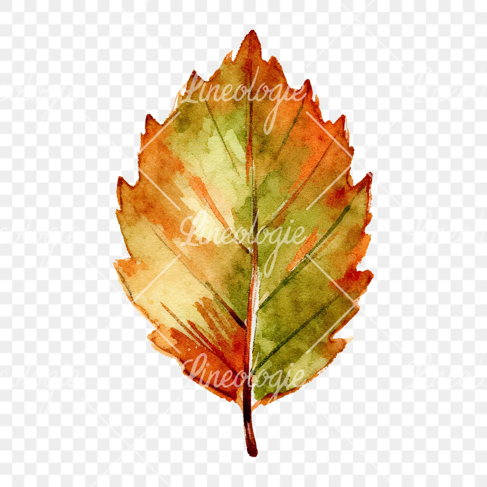 Watercolor autumn beech leaf clipart 9 of 9 on a transparent background (PNG)