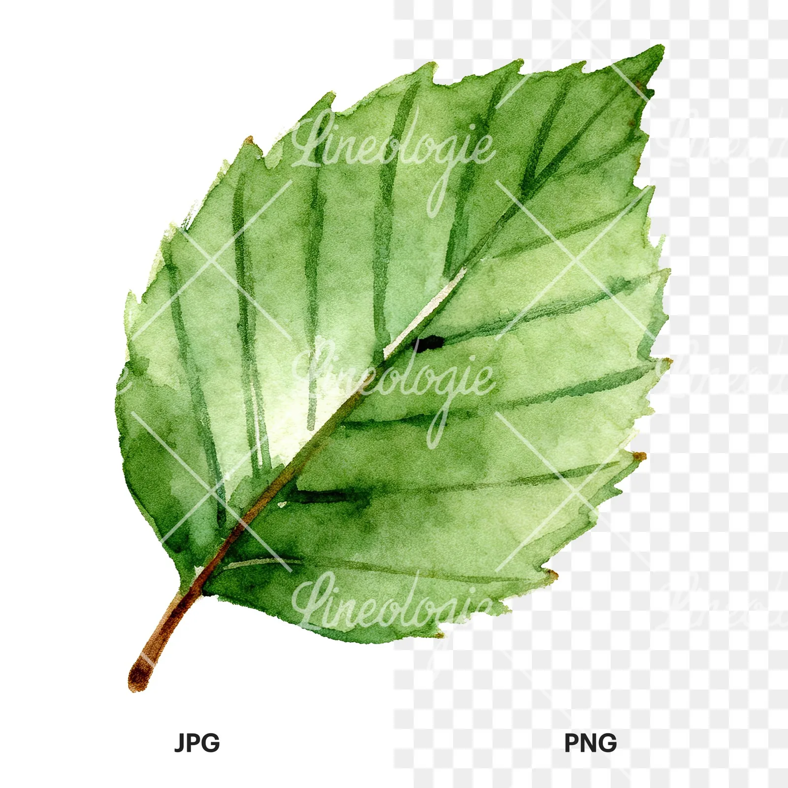 Watercolor green beech leaf clipart 1 of 9, as a JPG on white and a transparent PNG