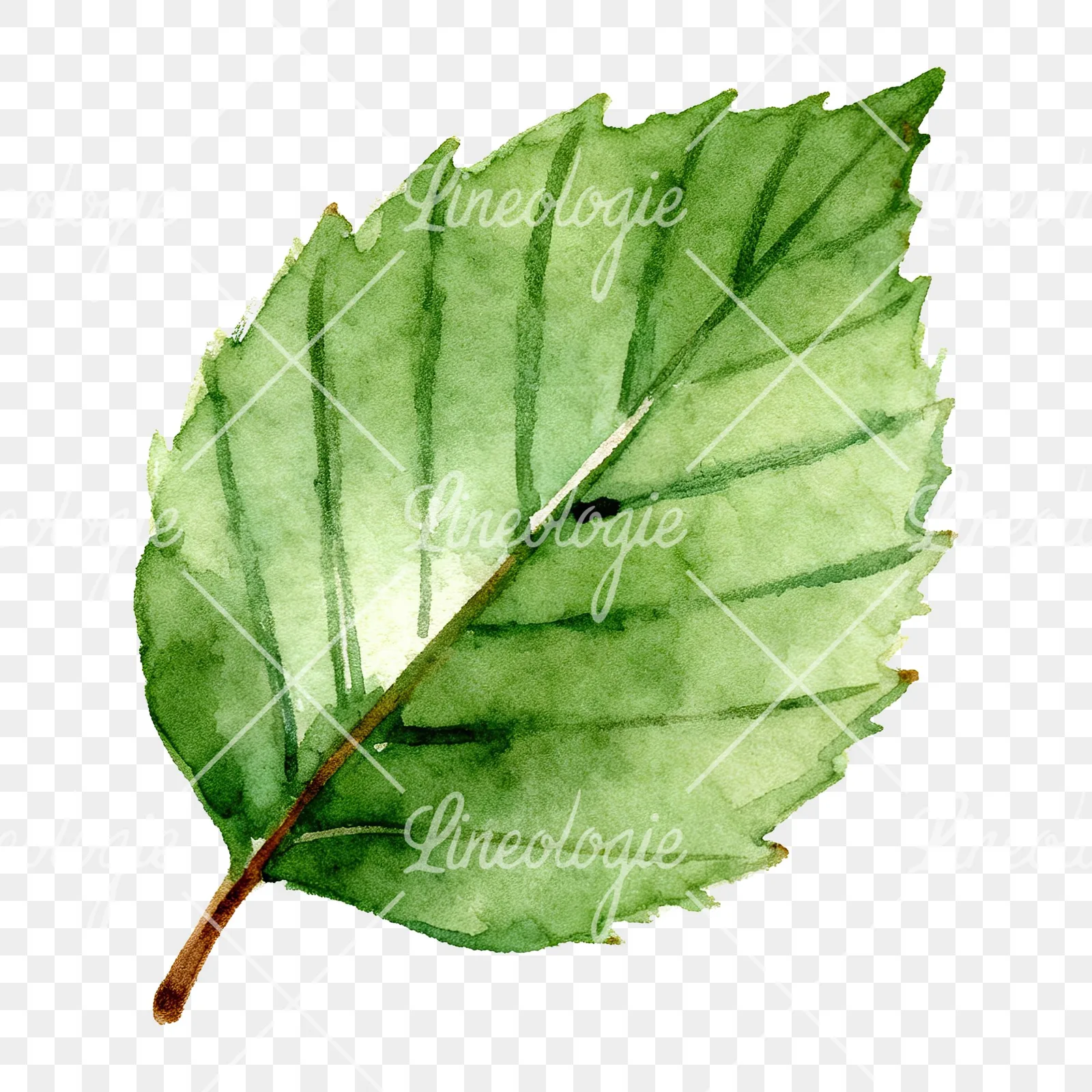 Watercolor green beech leaf clipart 1 of 9 on a transparent background (PNG)