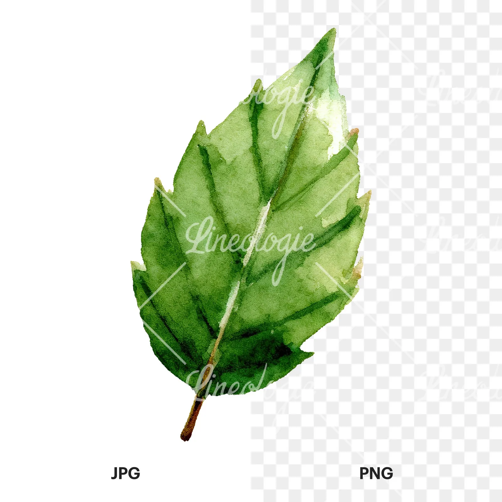 Watercolor green beech leaf clipart 2 of 9, as a JPG on white and a transparent PNG