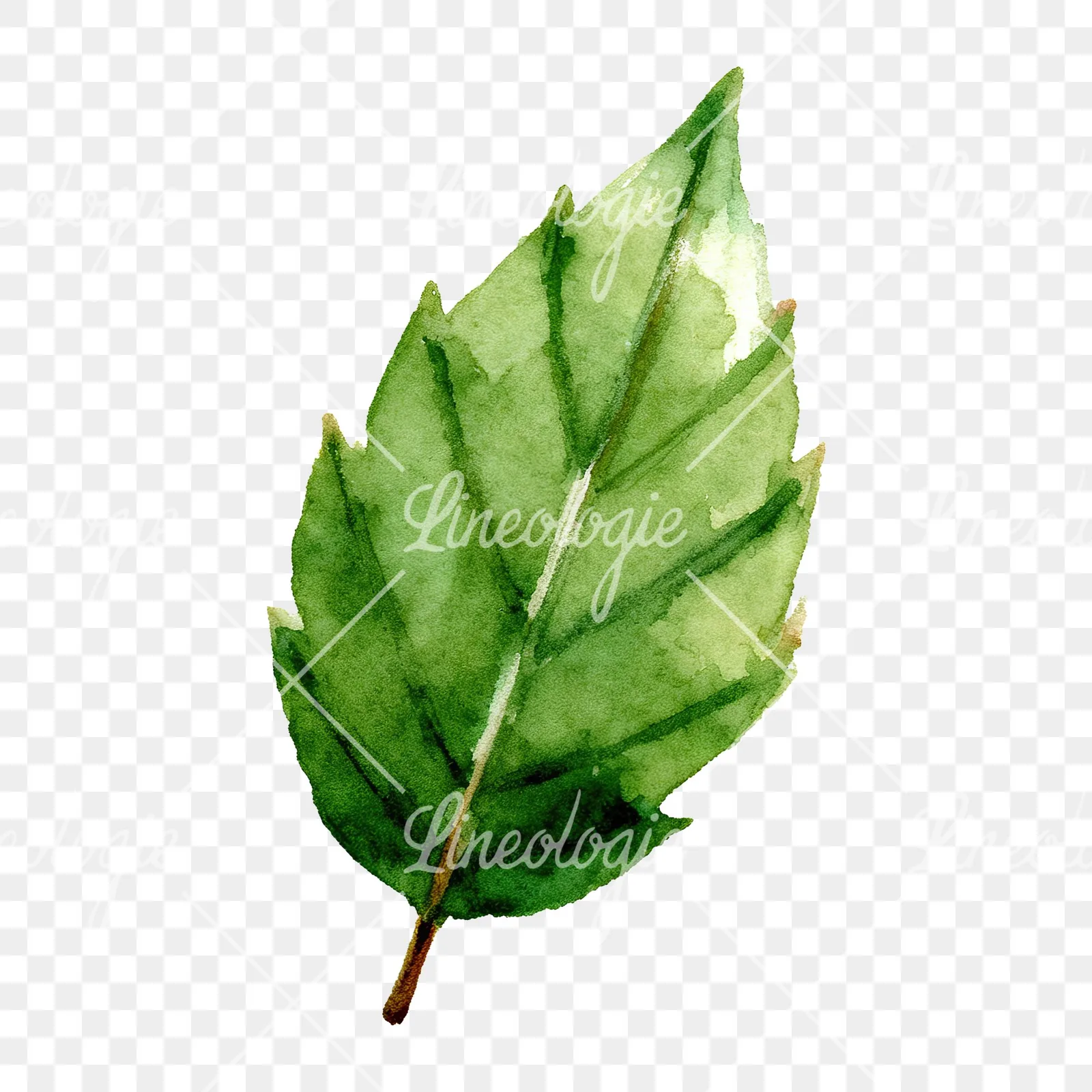 Watercolor green beech leaf clipart 2 of 9 on a transparent background (PNG)