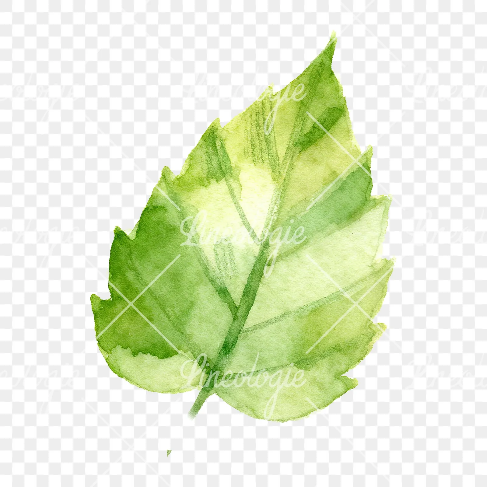 Watercolor green beech leaf clipart 3 of 9 on a transparent background (PNG)