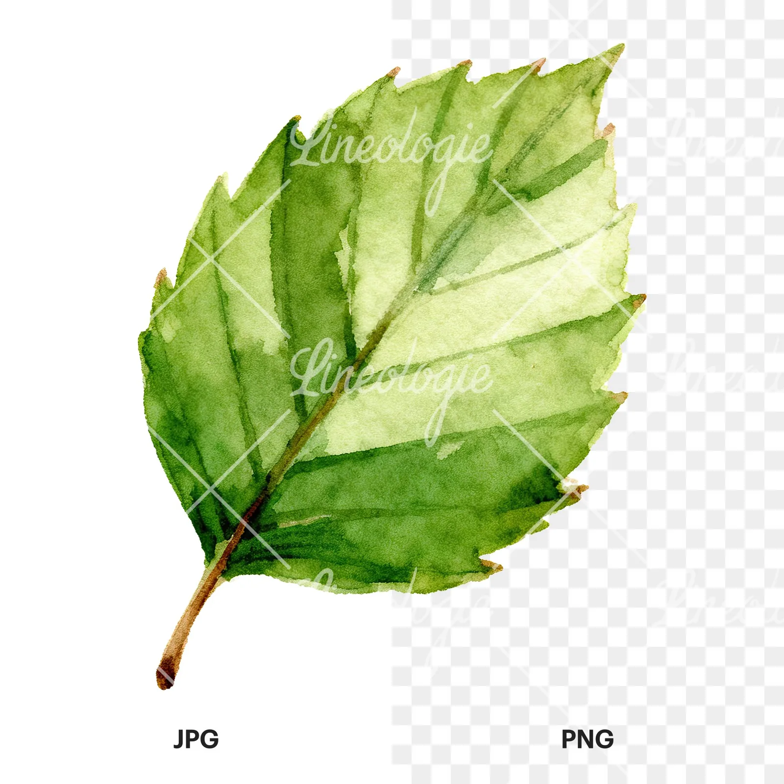 Watercolor green beech leaf clipart 4 of 9, as a JPG on white and a transparent PNG