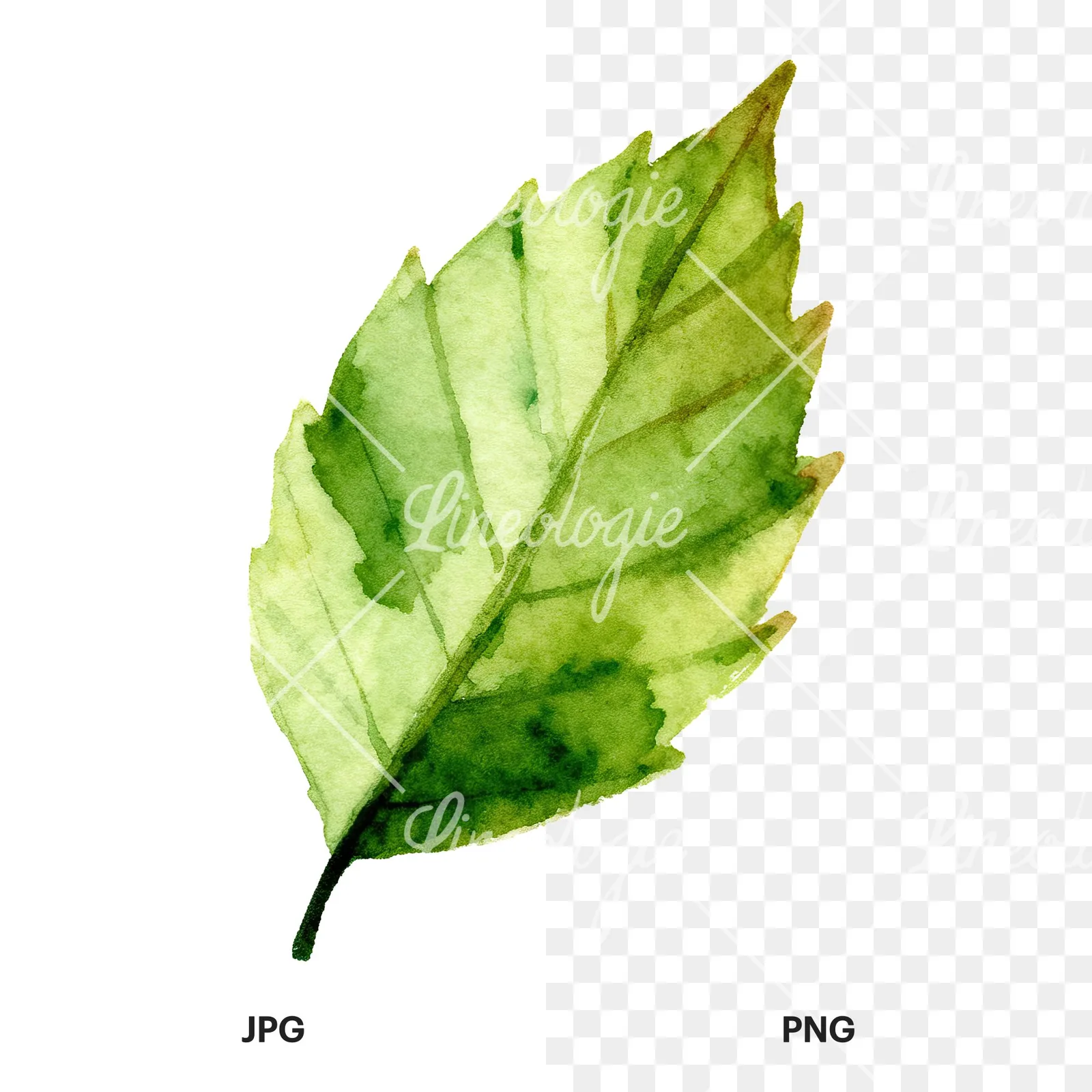 Watercolor green beech leaf clipart 5 of 9, as a JPG on white and a transparent PNG