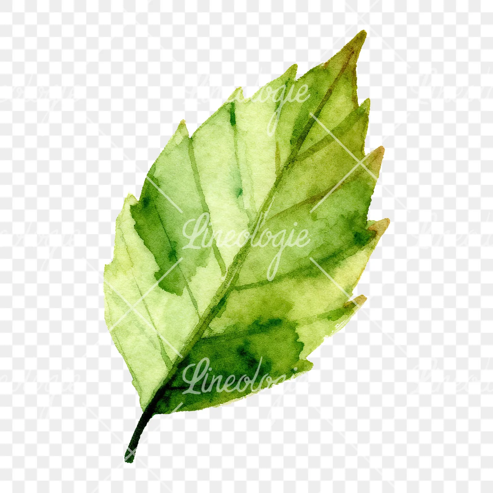 Watercolor green beech leaf clipart 5 of 9 on a transparent background (PNG)