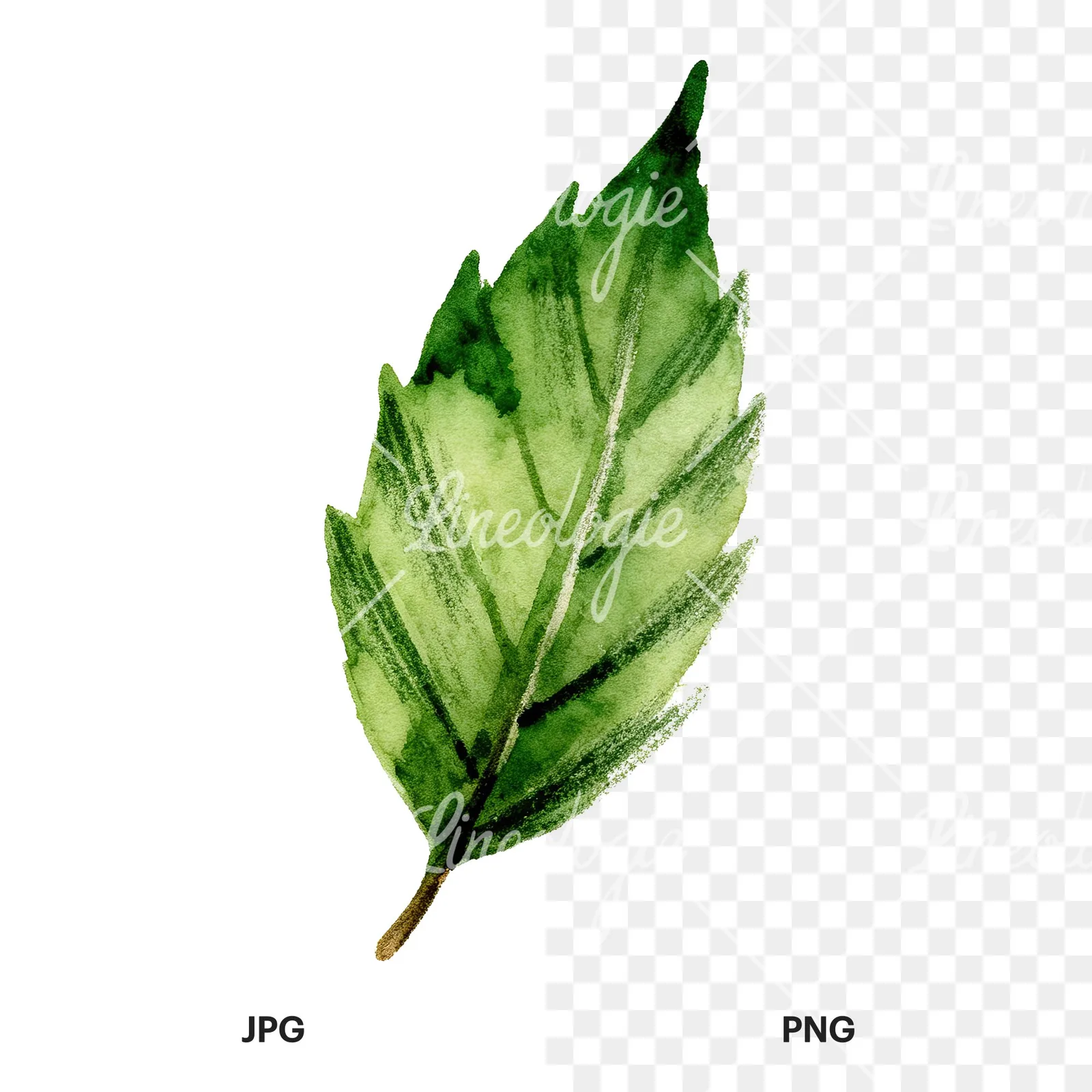 Watercolor green beech leaf clipart 6 of 9, as a JPG on white and a transparent PNG