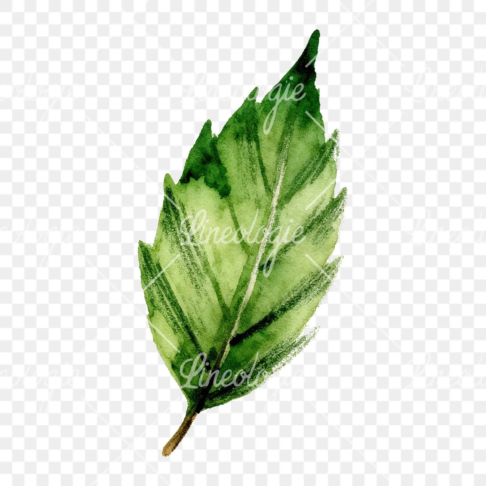 Watercolor green beech leaf clipart 6 of 9 on a transparent background (PNG)