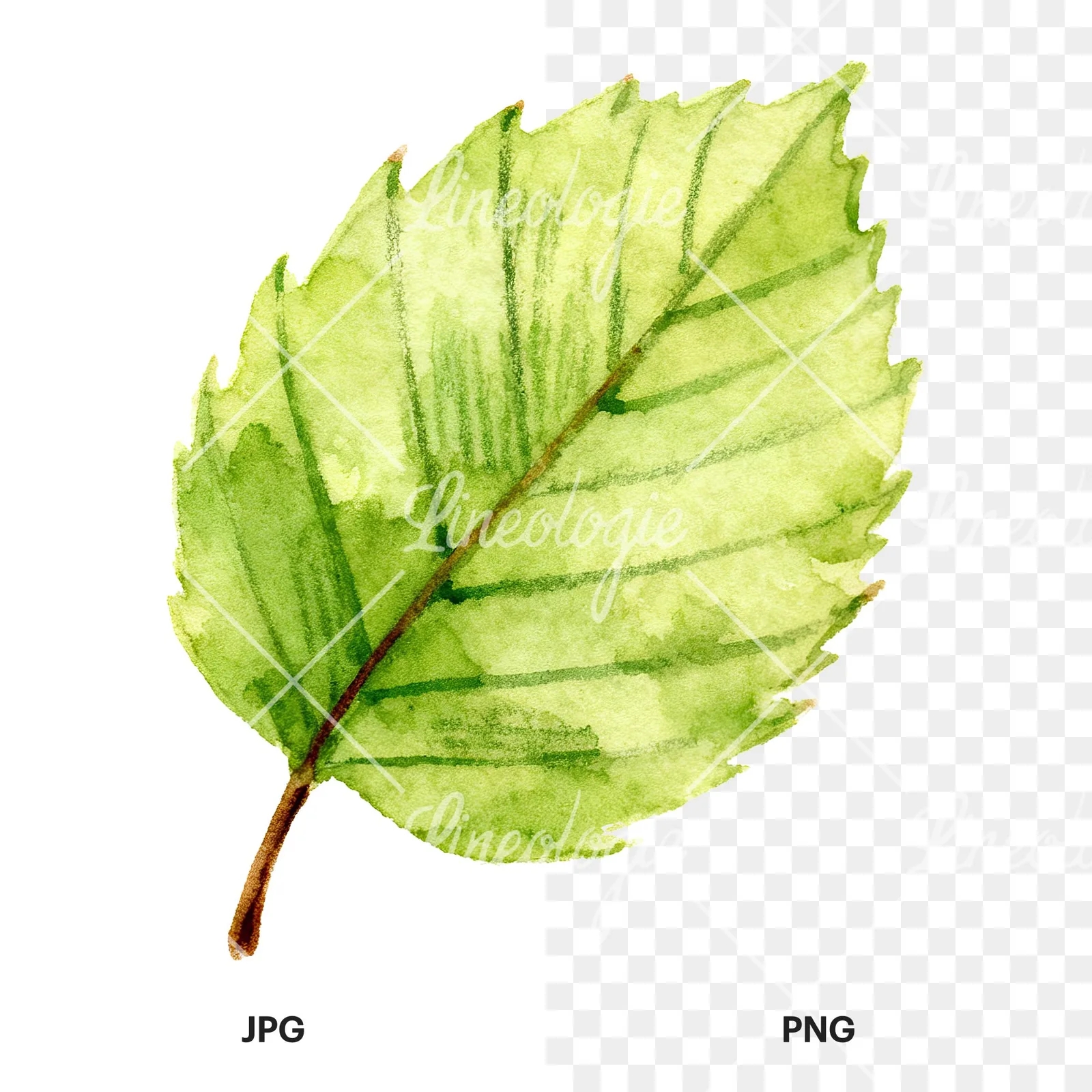 Watercolor green beech leaf clipart 7 of 9, as a JPG on white and a transparent PNG