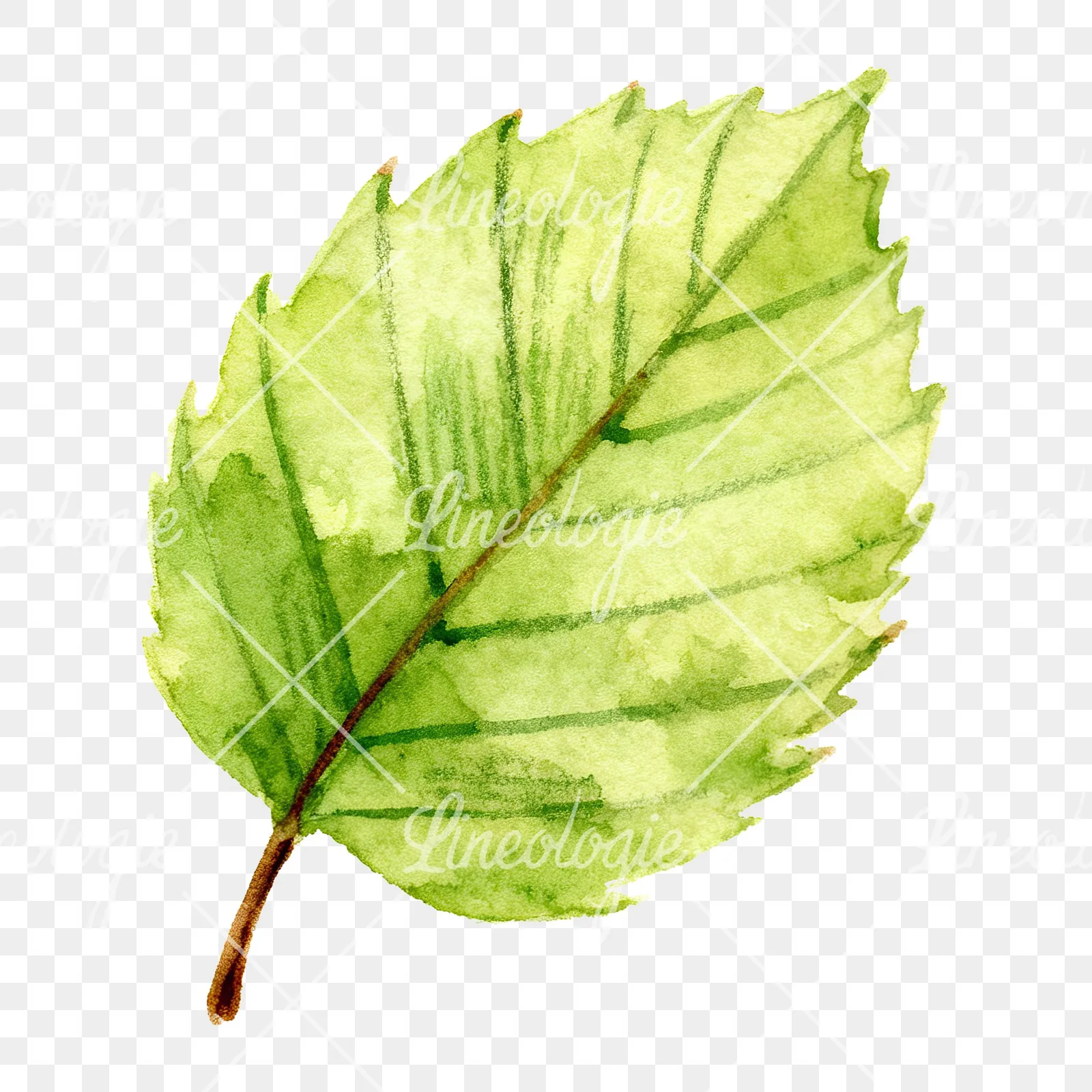 Watercolor green beech leaf clipart 7 of 9 on a transparent background (PNG)