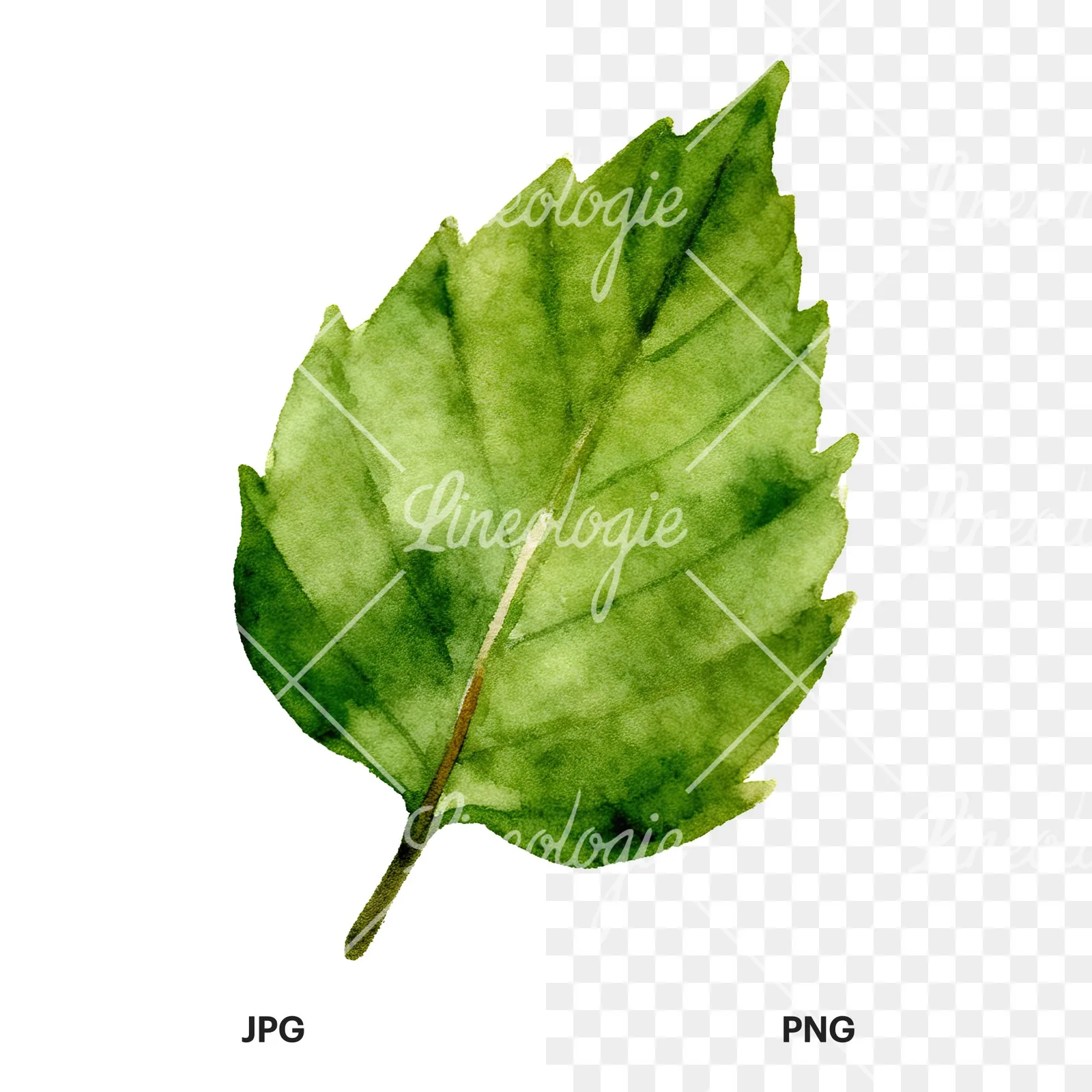 Watercolor green beech leaf clipart 8 of 9, as a JPG on white and a transparent PNG