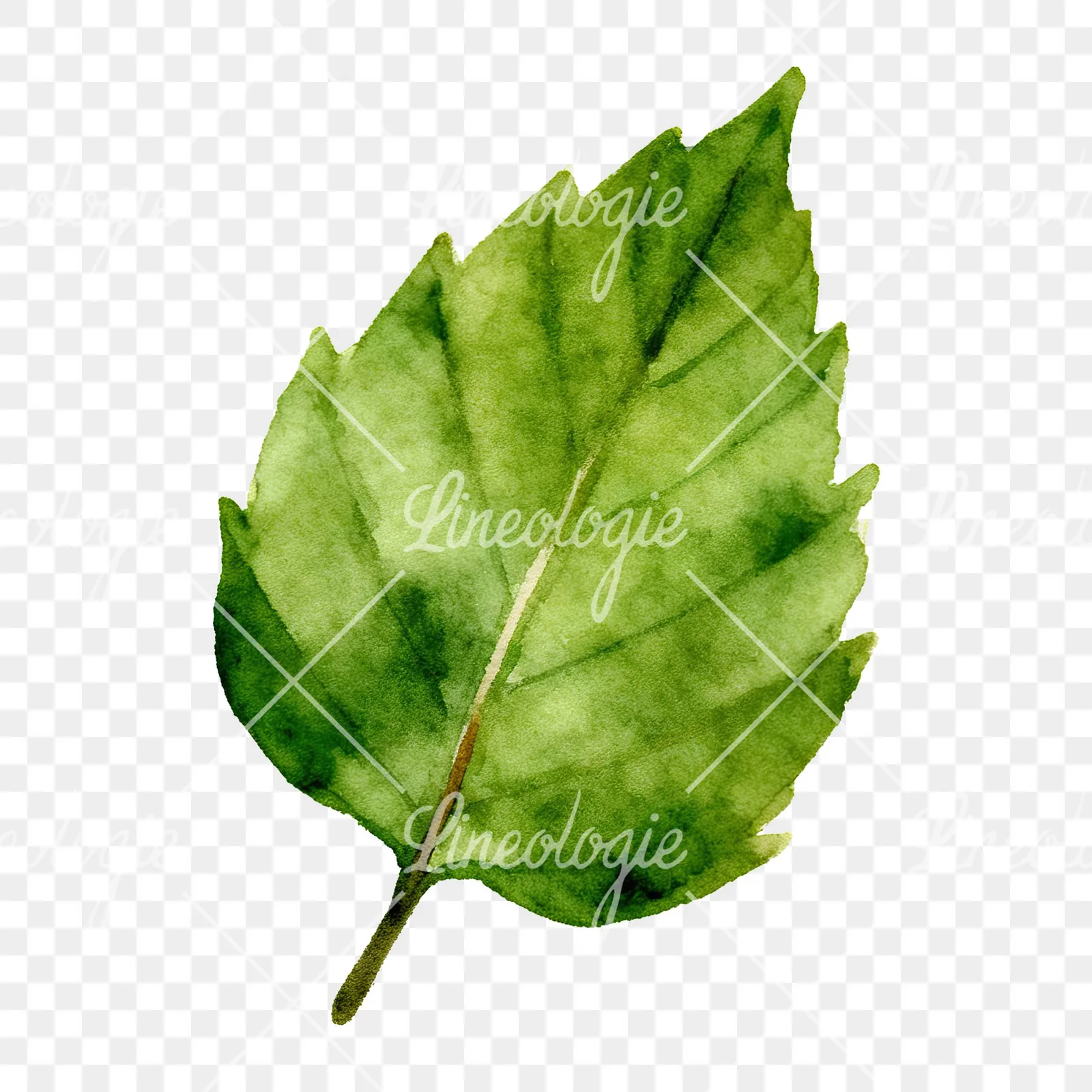 Watercolor green beech leaf clipart 8 of 9 on a transparent background (PNG)