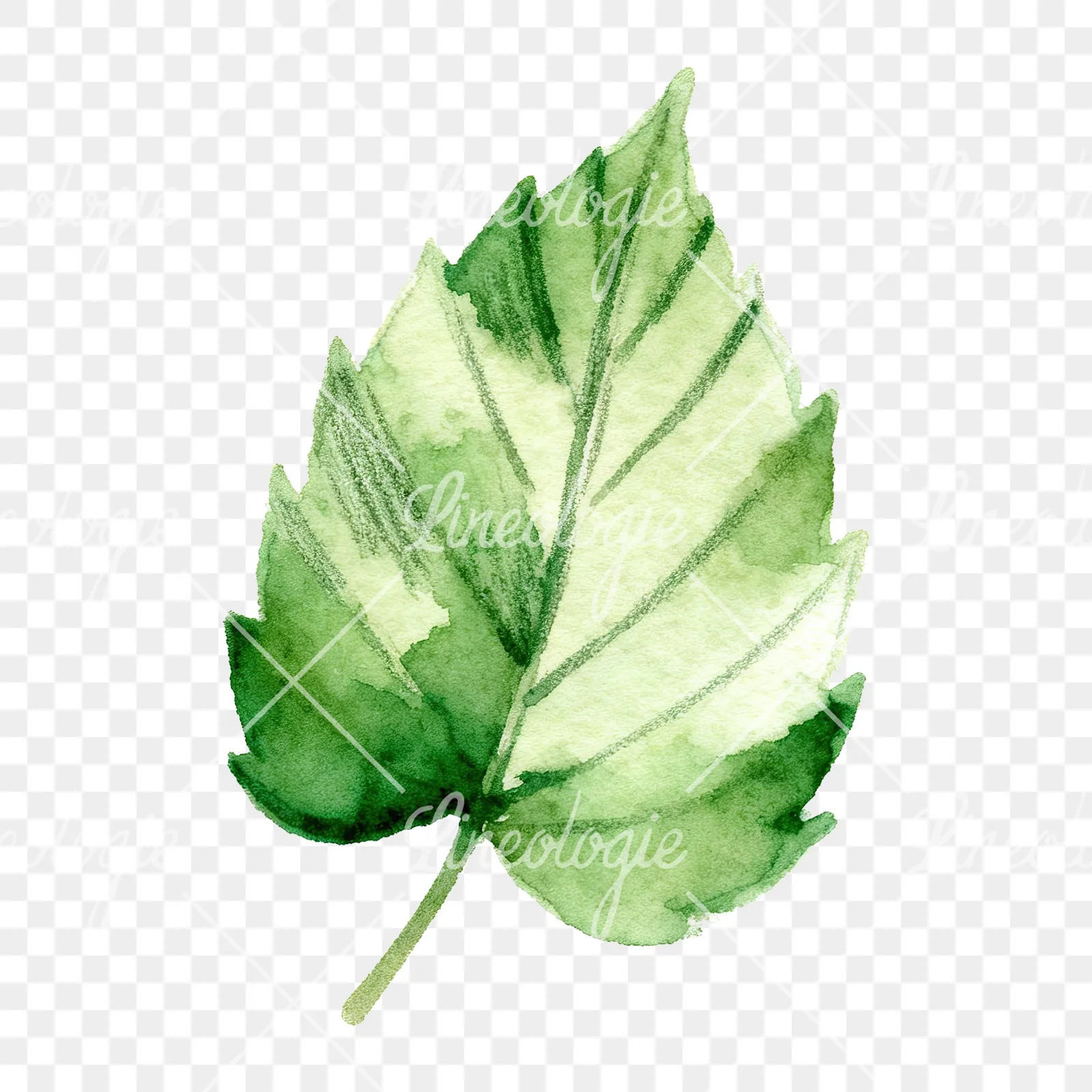 Watercolor green beech leaf clipart 9 of 9 on a transparent background (PNG)