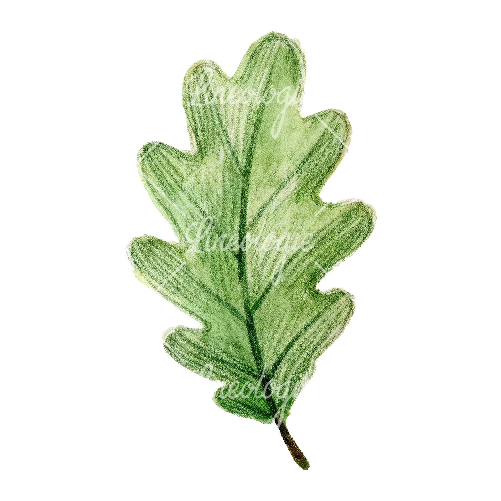 Watercolor green oak leaf with bold veins clipart 1 of 9 on a white background (JPG)