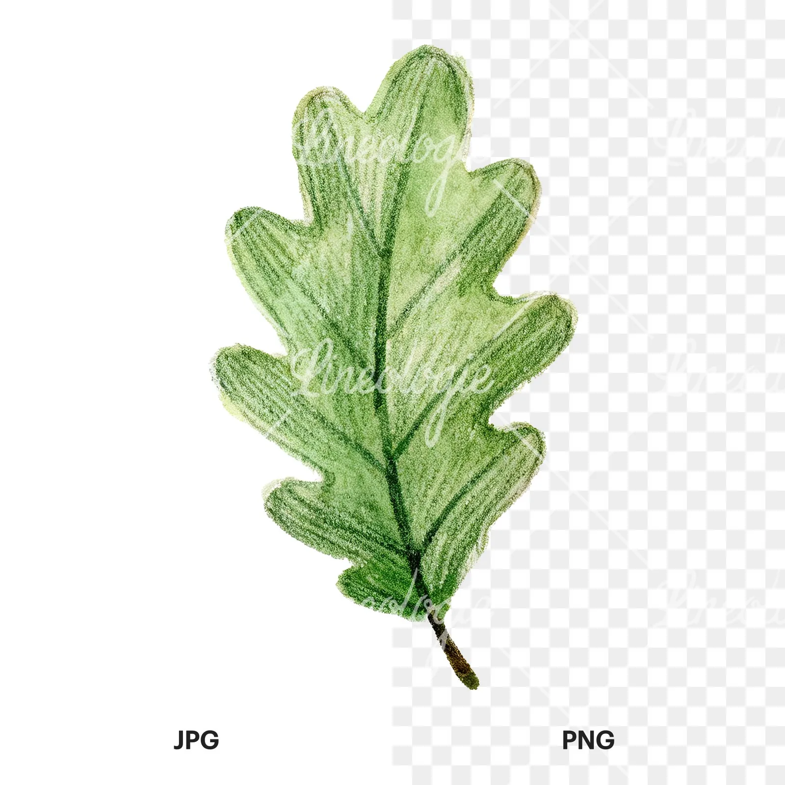 Watercolor green oak leaf with bold veins clipart 1 of 9, as a JPG on white and a transparent PNG