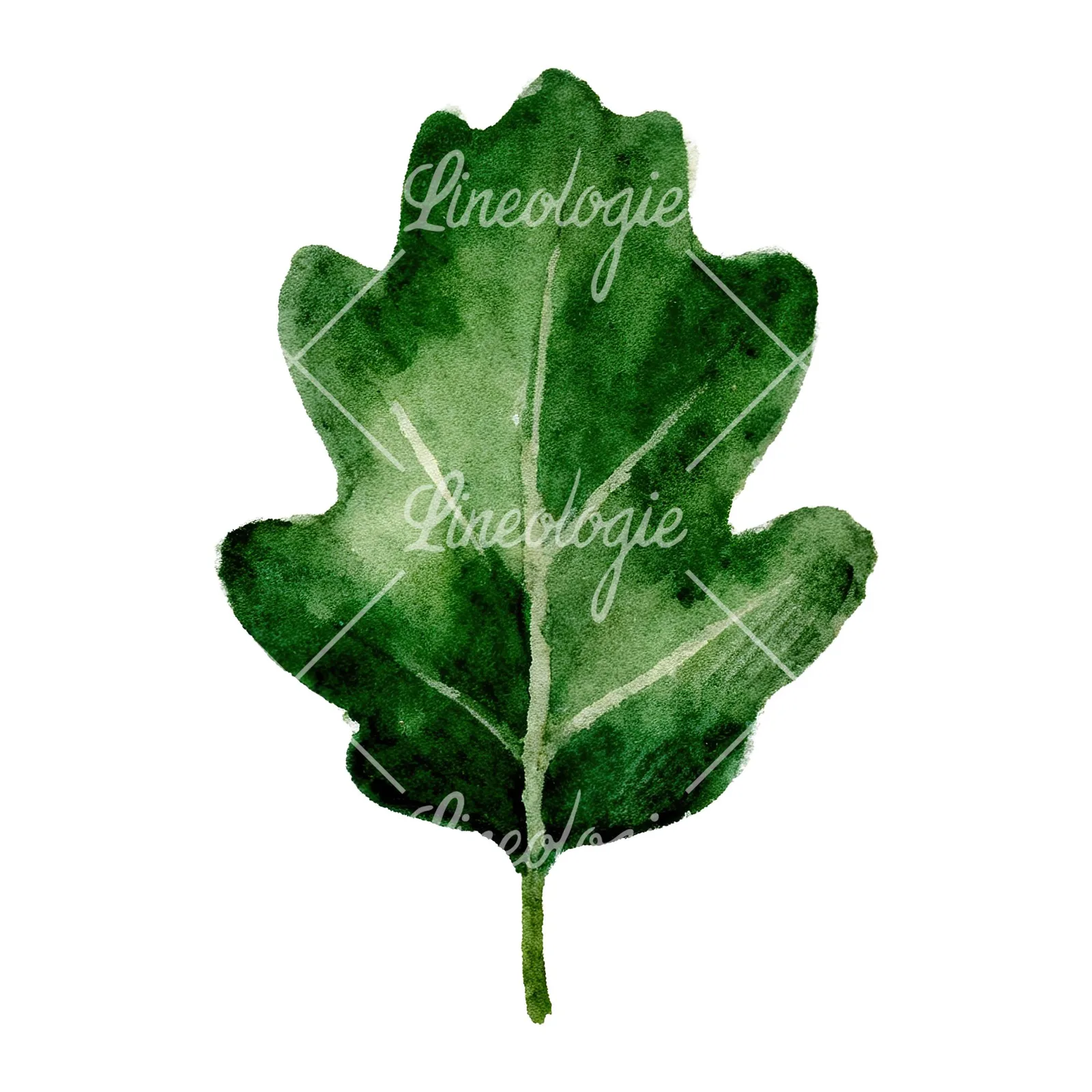 Watercolor green oak leaf with bold veins clipart 2 of 9 on a white background (JPG)