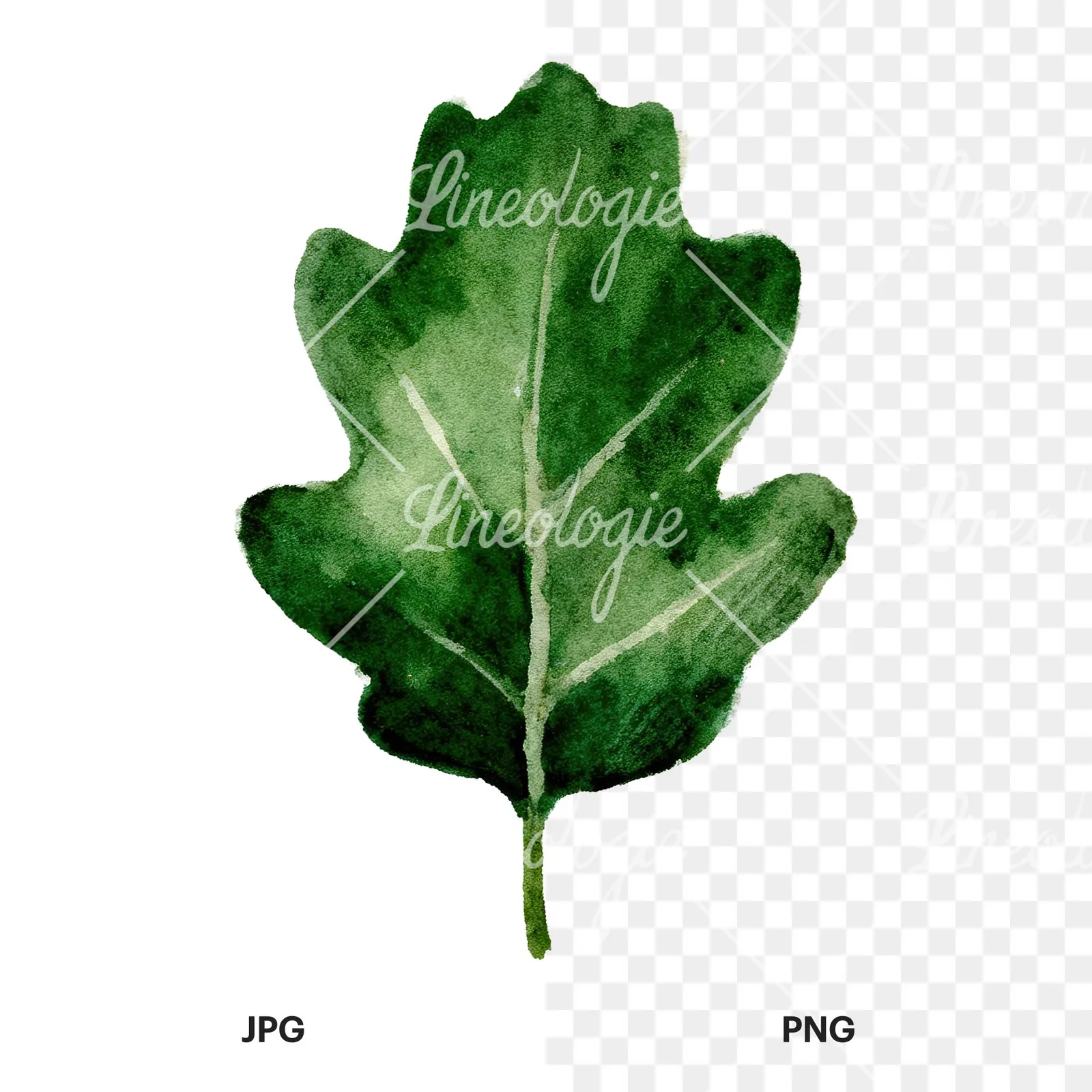 Watercolor green oak leaf with bold veins clipart 2 of 9, as a JPG on white and a transparent PNG