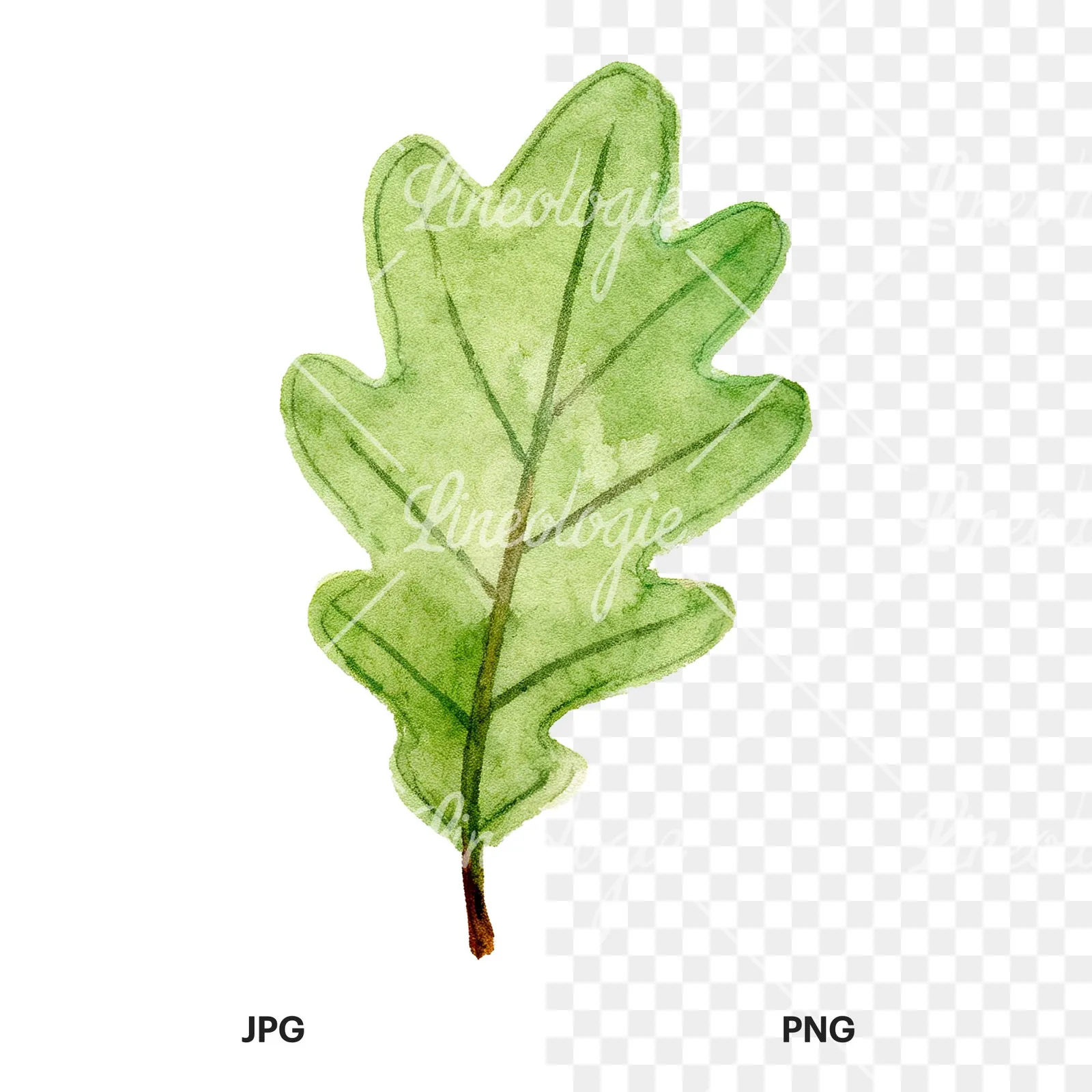 Watercolor green oak leaf with bold veins clipart 3 of 9, as a JPG on white and a transparent PNG