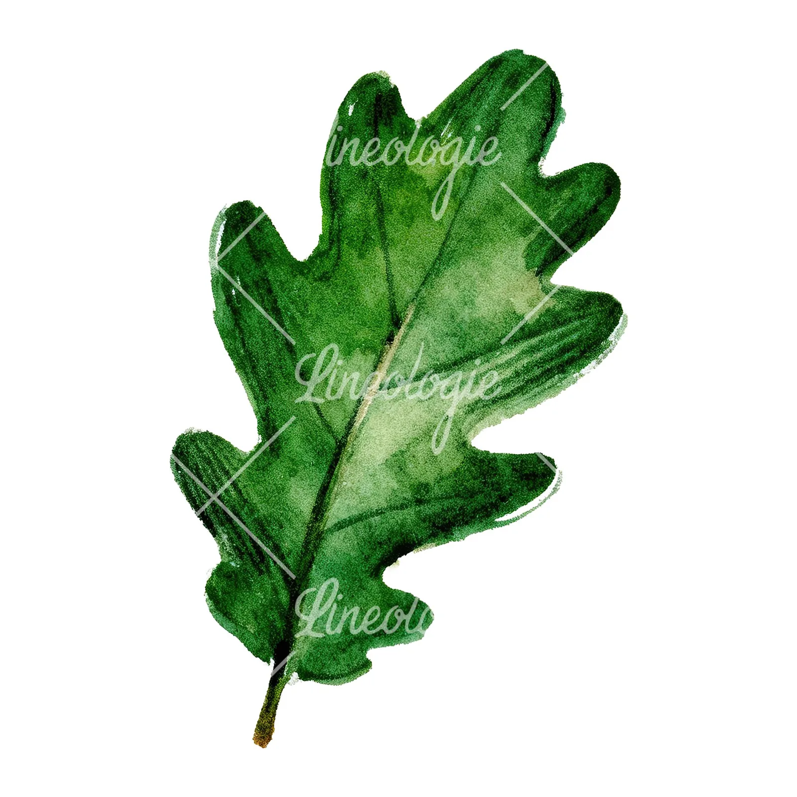 Watercolor green oak leaf with bold veins clipart 4 of 9 on a white background (JPG)