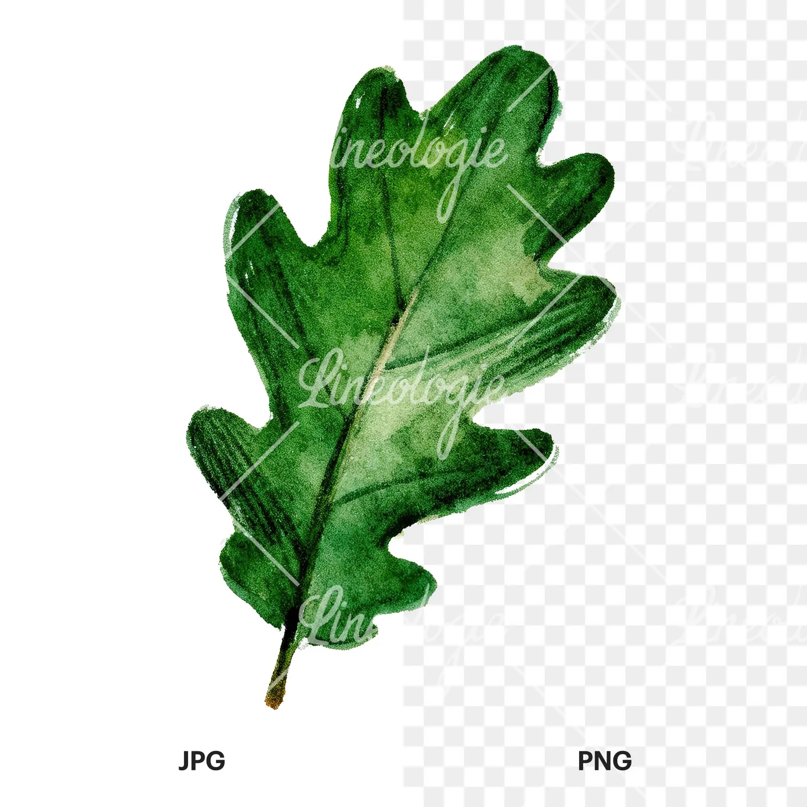 Watercolor green oak leaf with bold veins clipart 4 of 9, as a JPG on white and a transparent PNG
