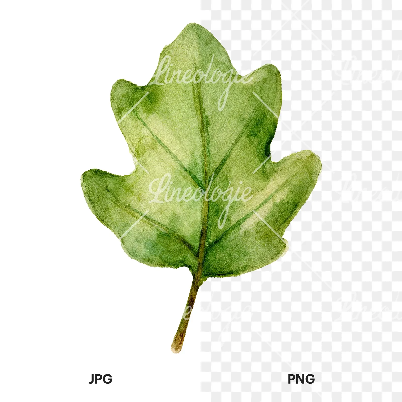 Watercolor green oak leaf with bold veins clipart 5 of 9, as a JPG on white and a transparent PNG