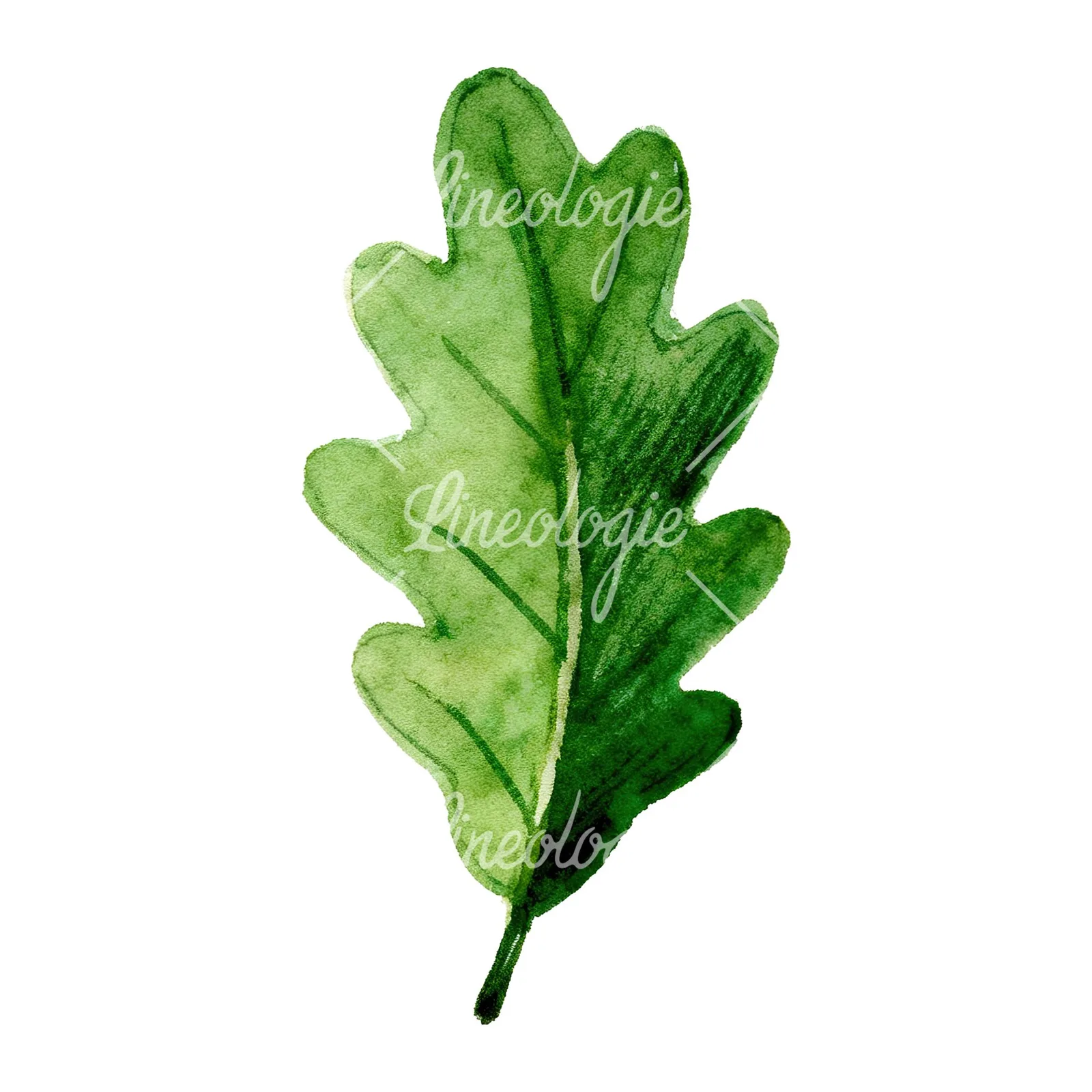 Watercolor green oak leaf with bold veins clipart 6 of 9 on a white background (JPG)