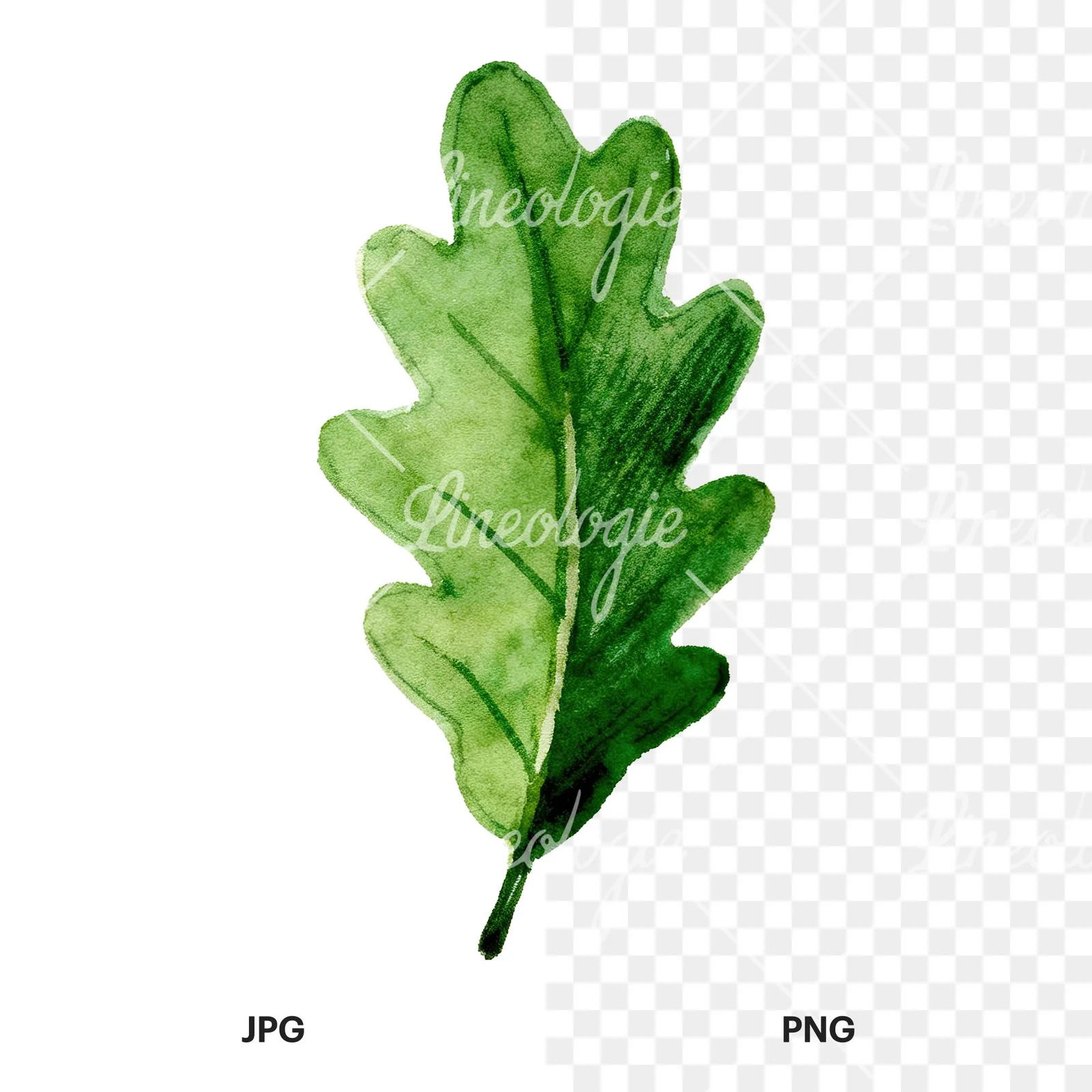 Watercolor green oak leaf with bold veins clipart 6 of 9, as a JPG on white and a transparent PNG