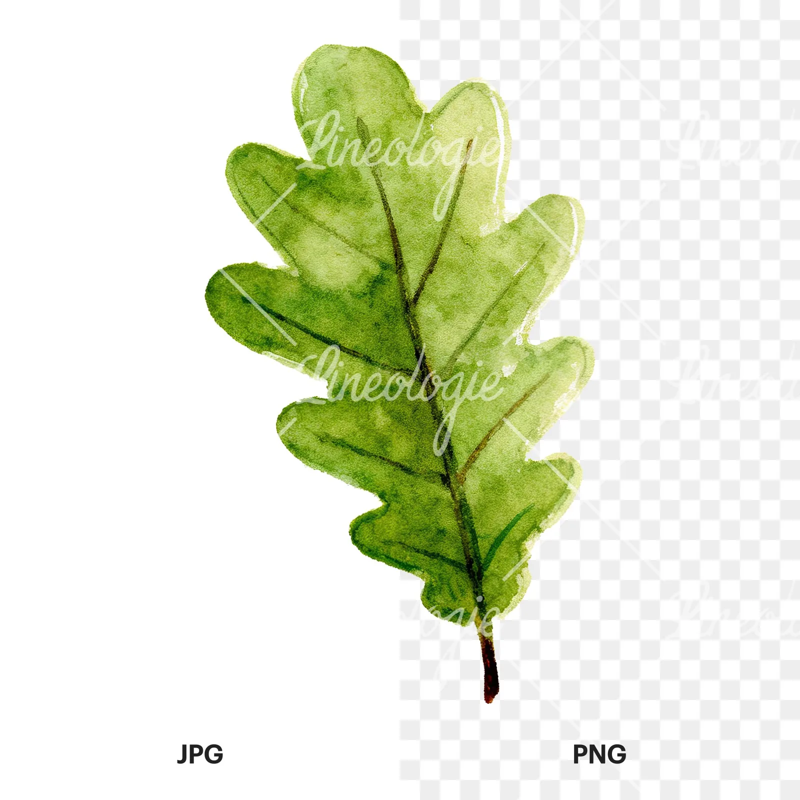 Watercolor green oak leaf with bold veins clipart 7 of 9, as a JPG on white and a transparent PNG