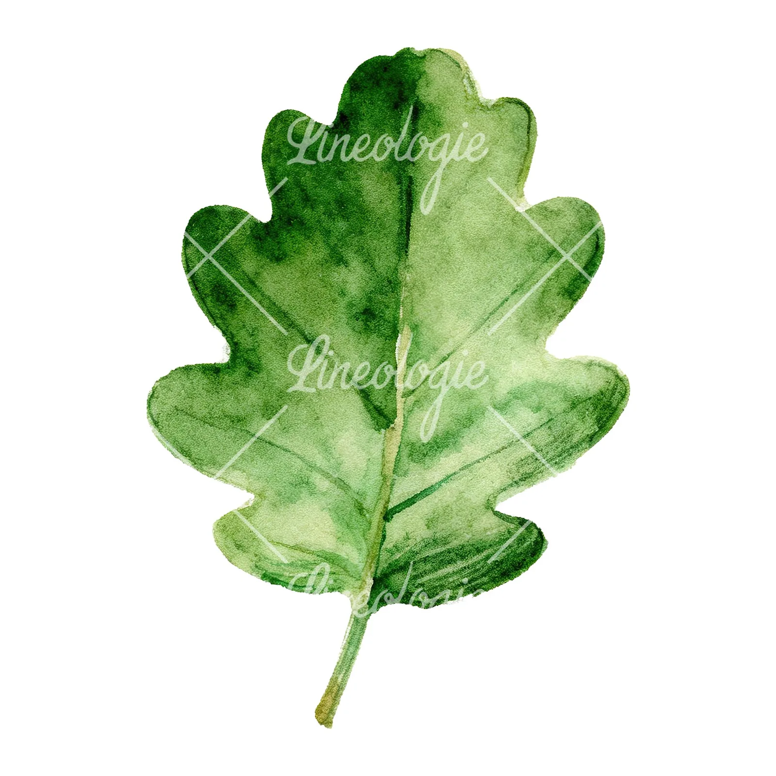 Watercolor green oak leaf with bold veins clipart 8 of 9 on a white background (JPG)