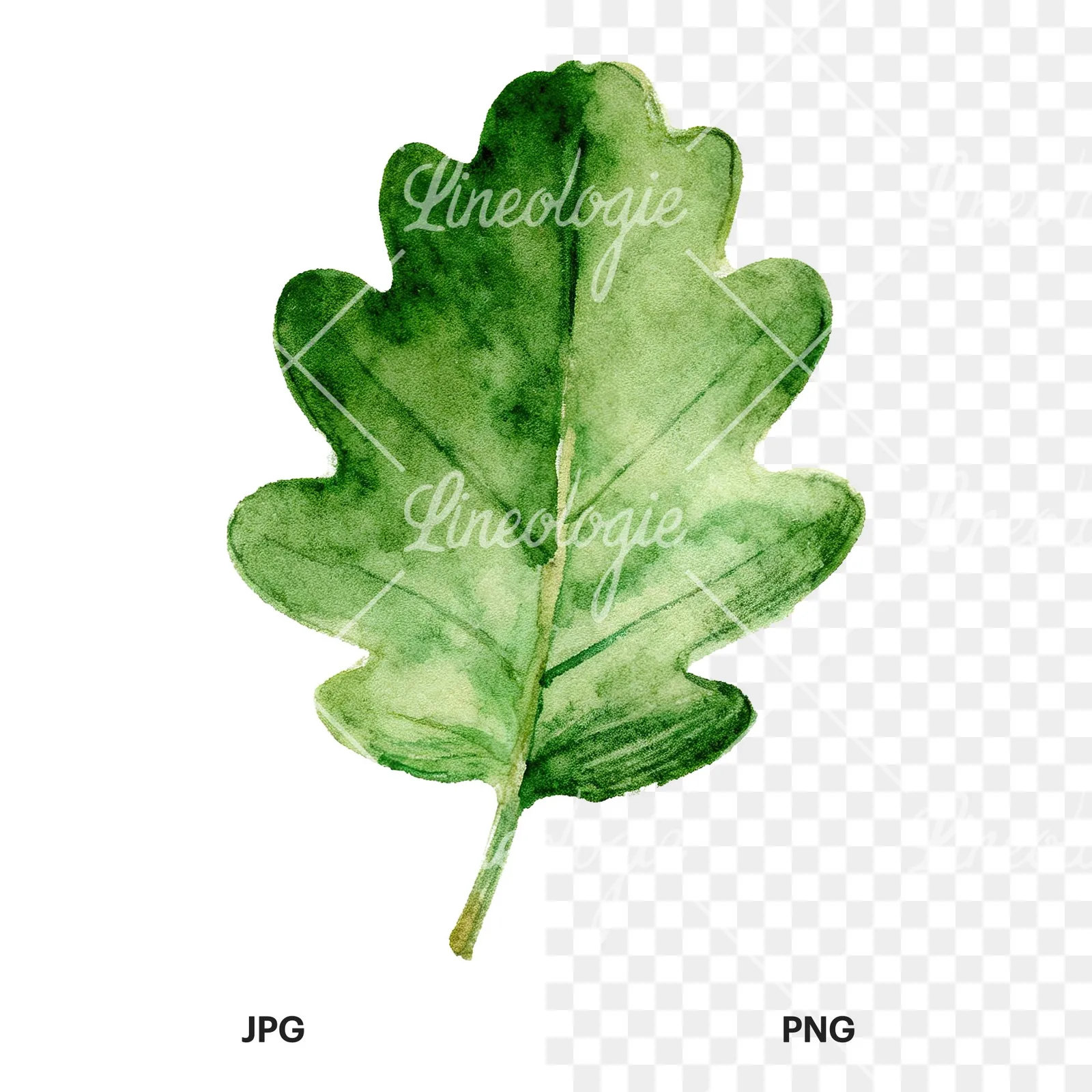 Watercolor green oak leaf with bold veins clipart 8 of 9, as a JPG on white and a transparent PNG