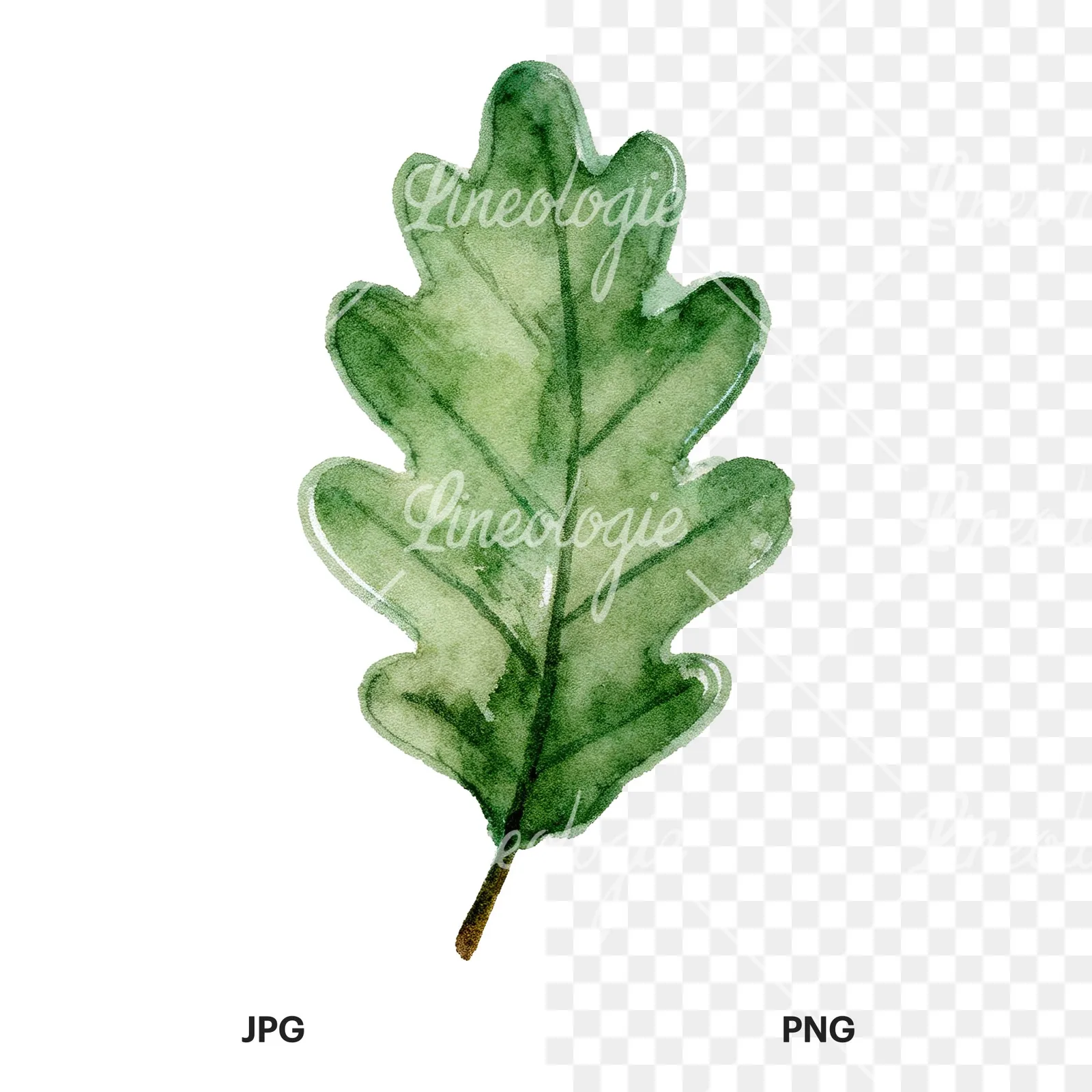 Watercolor green oak leaf with bold veins clipart 9 of 9, as a JPG on white and a transparent PNG