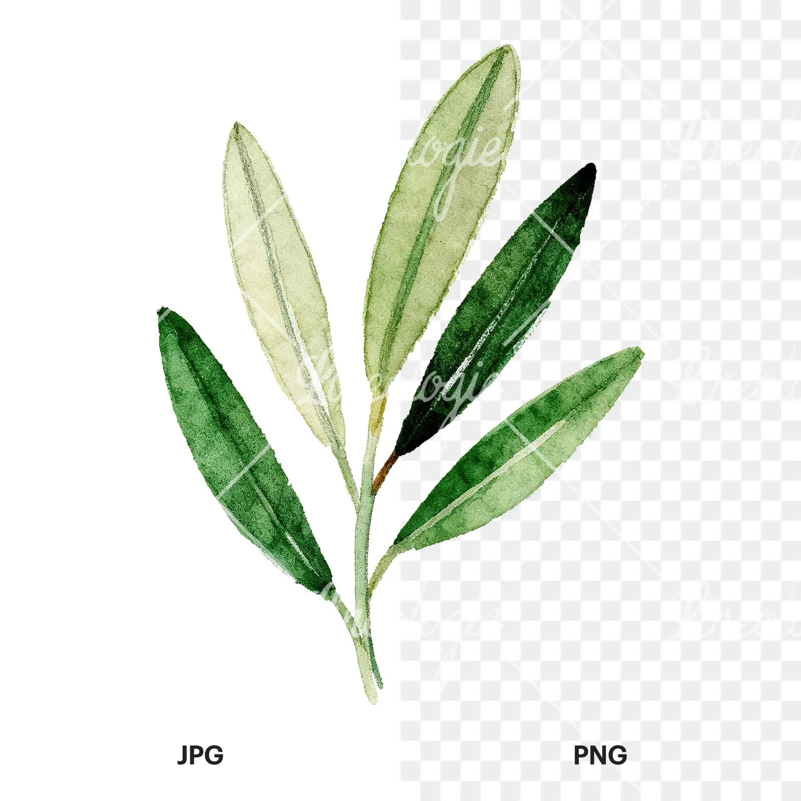 Watercolor olive branch with elongated leaves clipart 1 of 9, as a JPG on white and a transparent PNG
