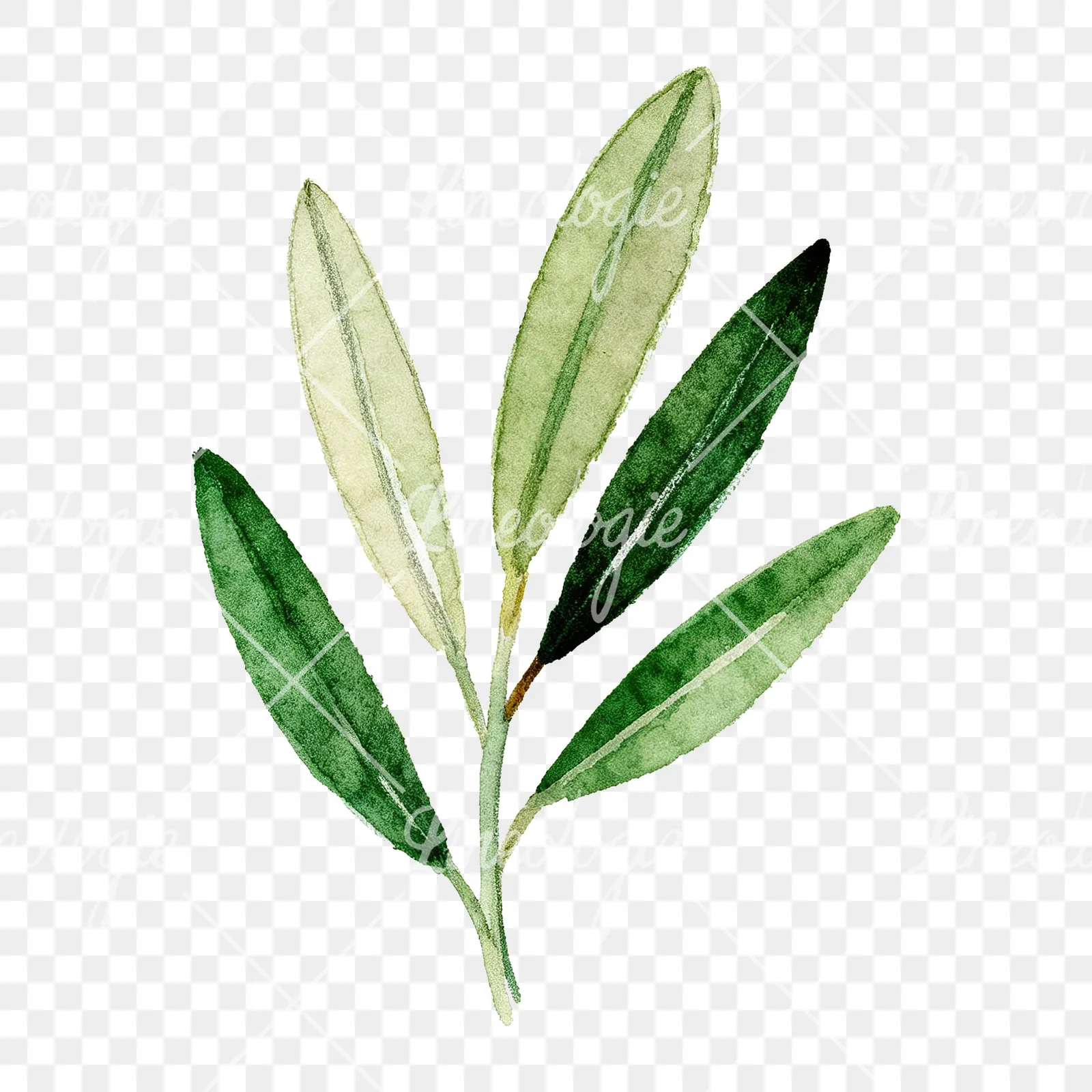 Watercolor olive branch with elongated leaves clipart 1 of 9 on a transparent background (PNG)