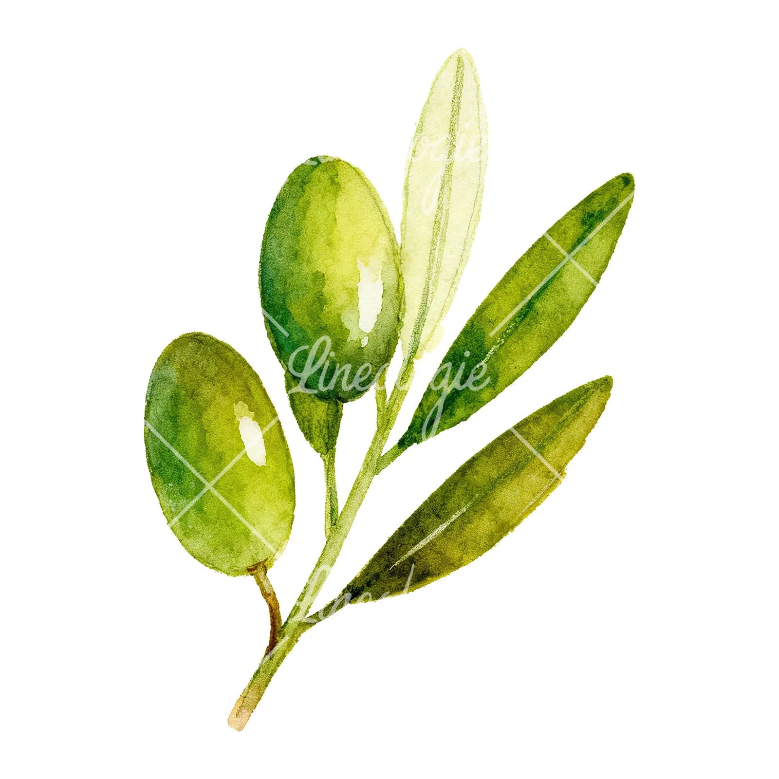 Watercolor olive branch with elongated leaves clipart 2 of 9 on a white background (JPG)