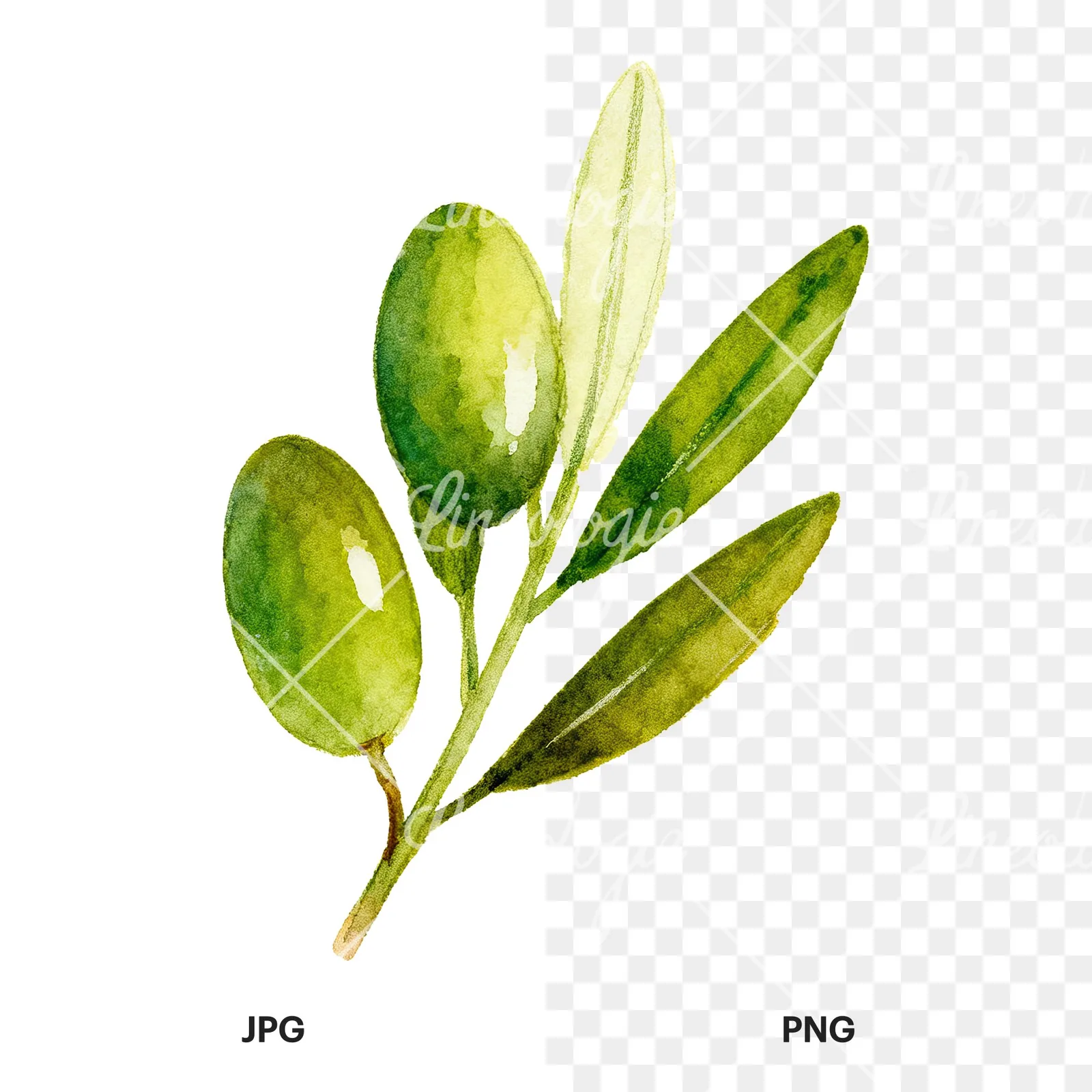 Watercolor olive branch with elongated leaves clipart 2 of 9, as a JPG on white and a transparent PNG
