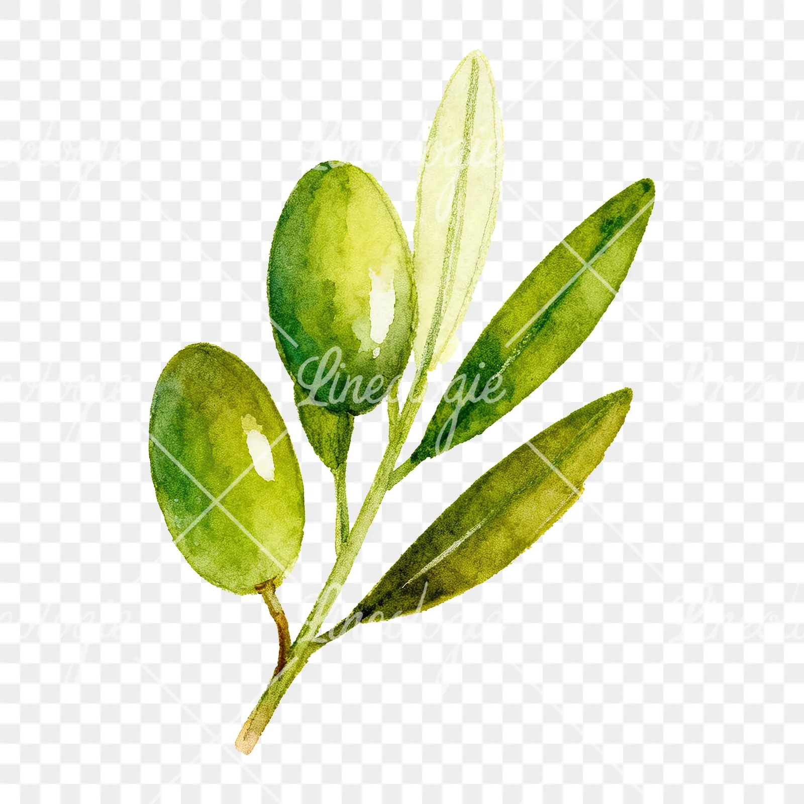 Watercolor olive branch with elongated leaves clipart 2 of 9 on a transparent background (PNG)