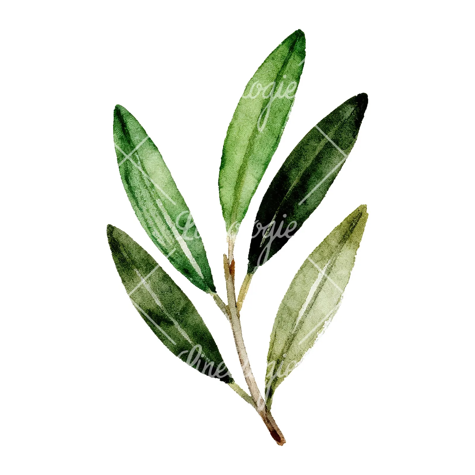 Watercolor olive branch with elongated leaves clipart 3 of 9 on a white background (JPG)
