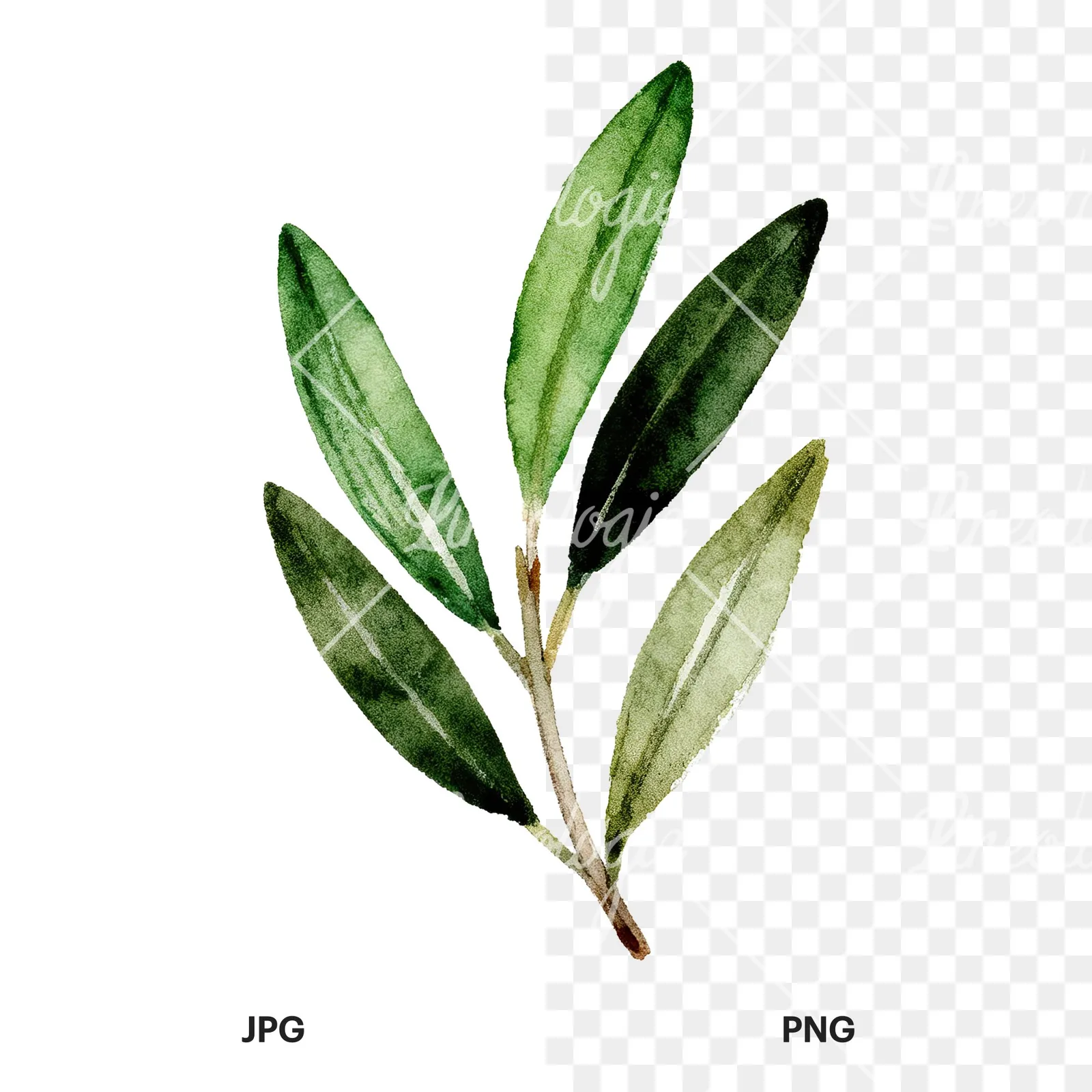 Watercolor olive branch with elongated leaves clipart 3 of 9, as a JPG on white and a transparent PNG