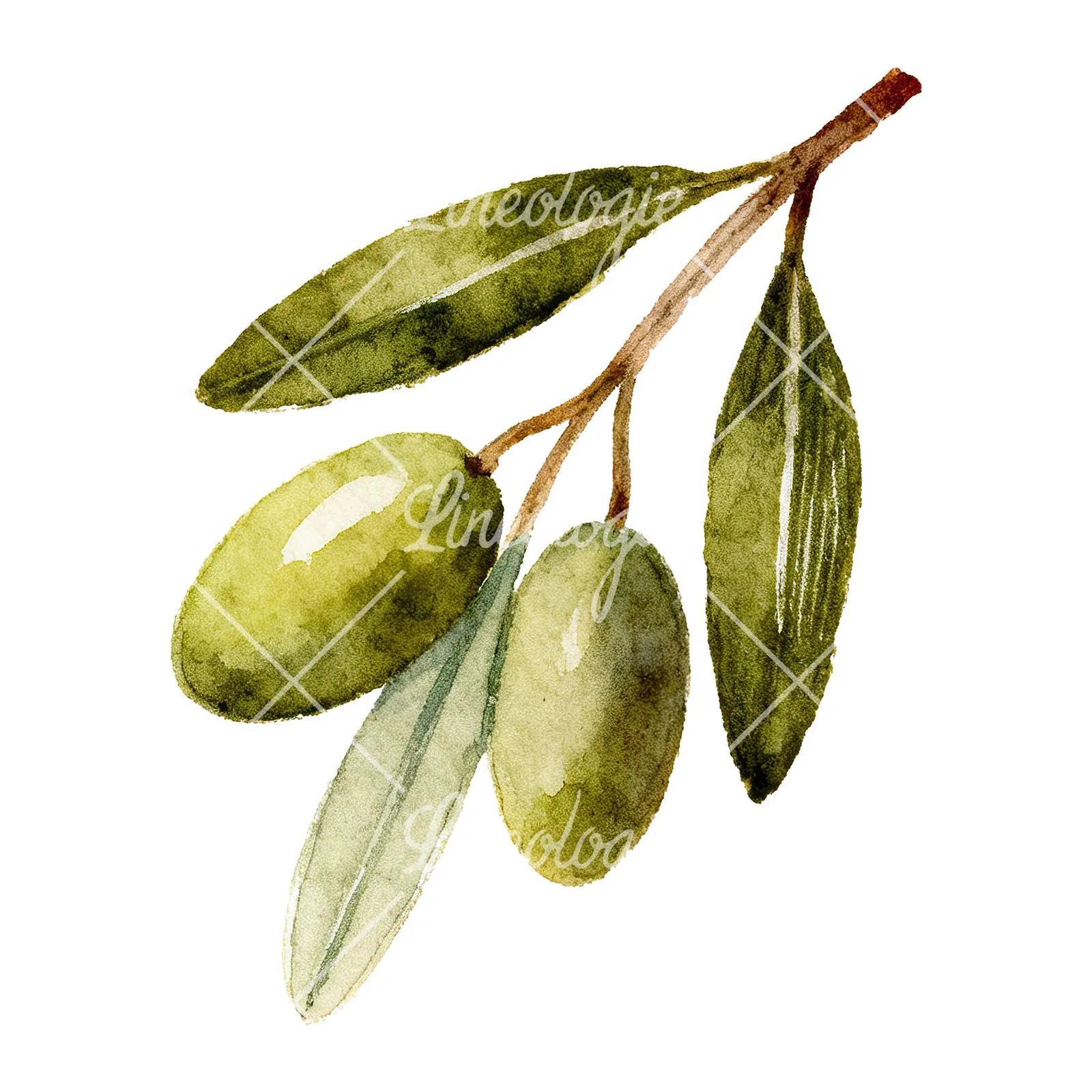 Watercolor olive branch with elongated leaves clipart 4 of 9 on a white background (JPG)