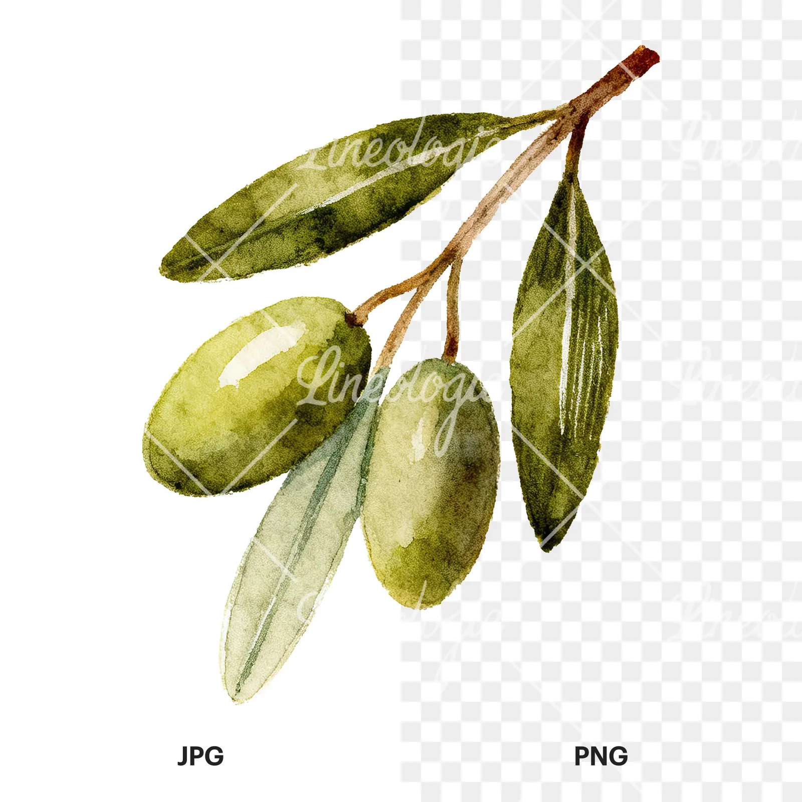 Watercolor olive branch with elongated leaves clipart 4 of 9, as a JPG on white and a transparent PNG