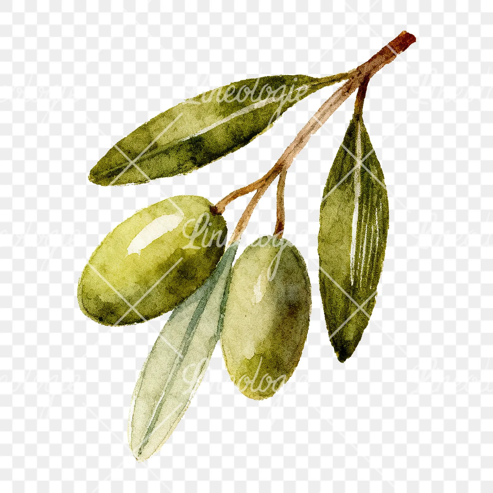 Watercolor olive branch with elongated leaves clipart 4 of 9 on a transparent background (PNG)