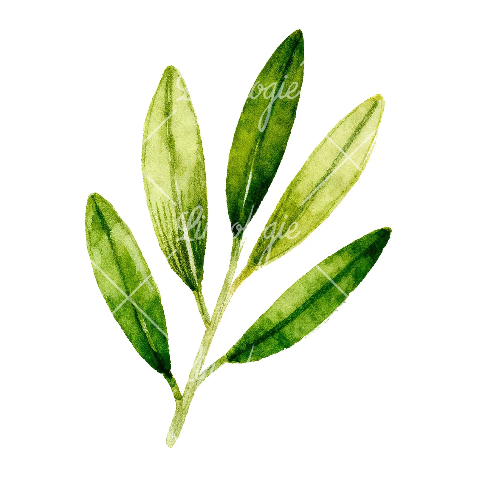 Watercolor olive branch with elongated leaves clipart 5 of 9 on a white background (JPG)