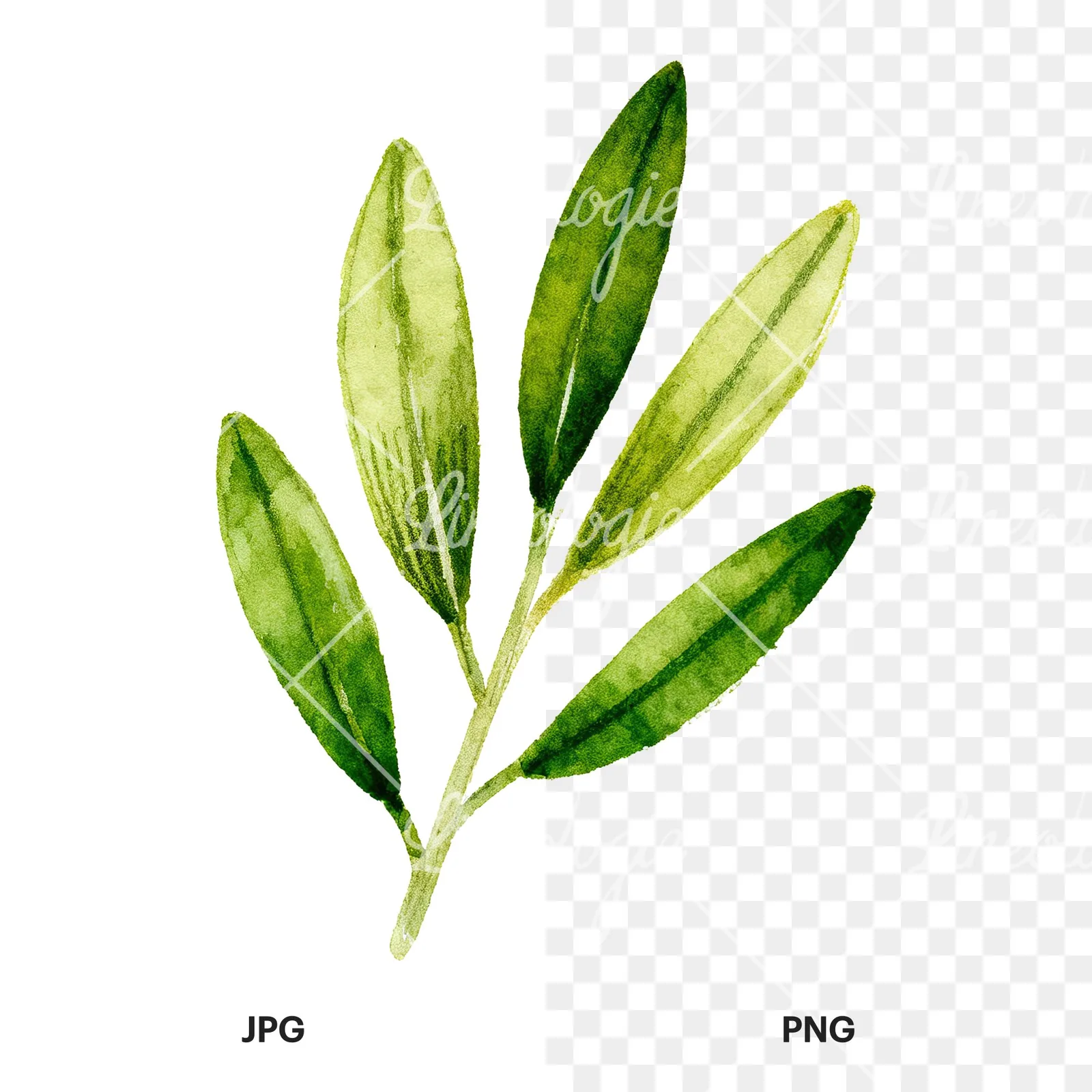 Watercolor olive branch with elongated leaves clipart 5 of 9, as a JPG on white and a transparent PNG