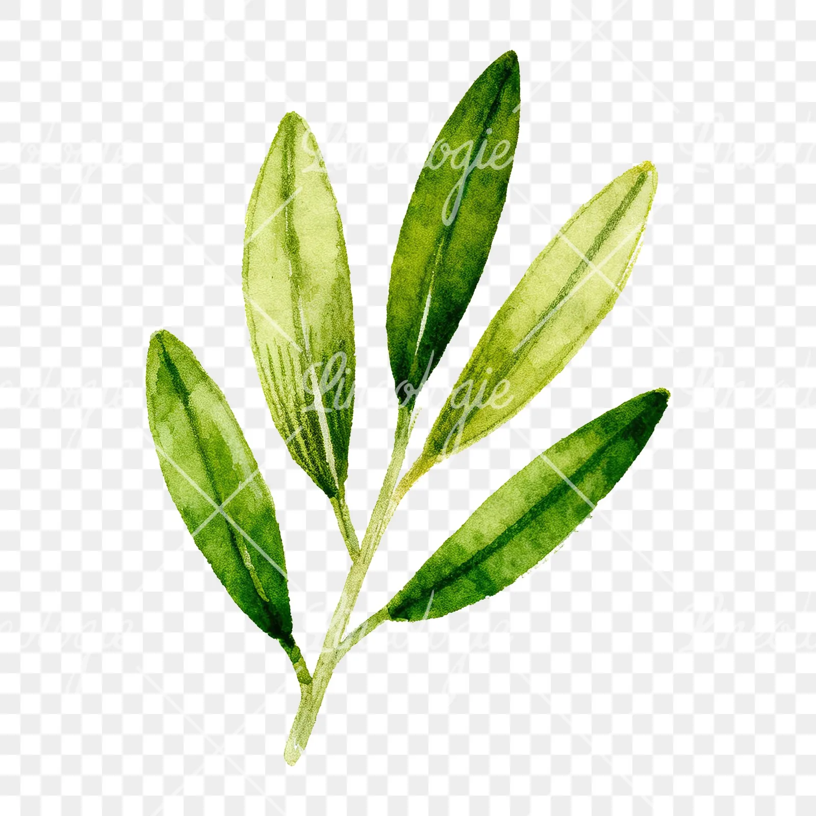 Watercolor olive branch with elongated leaves clipart 5 of 9 on a transparent background (PNG)