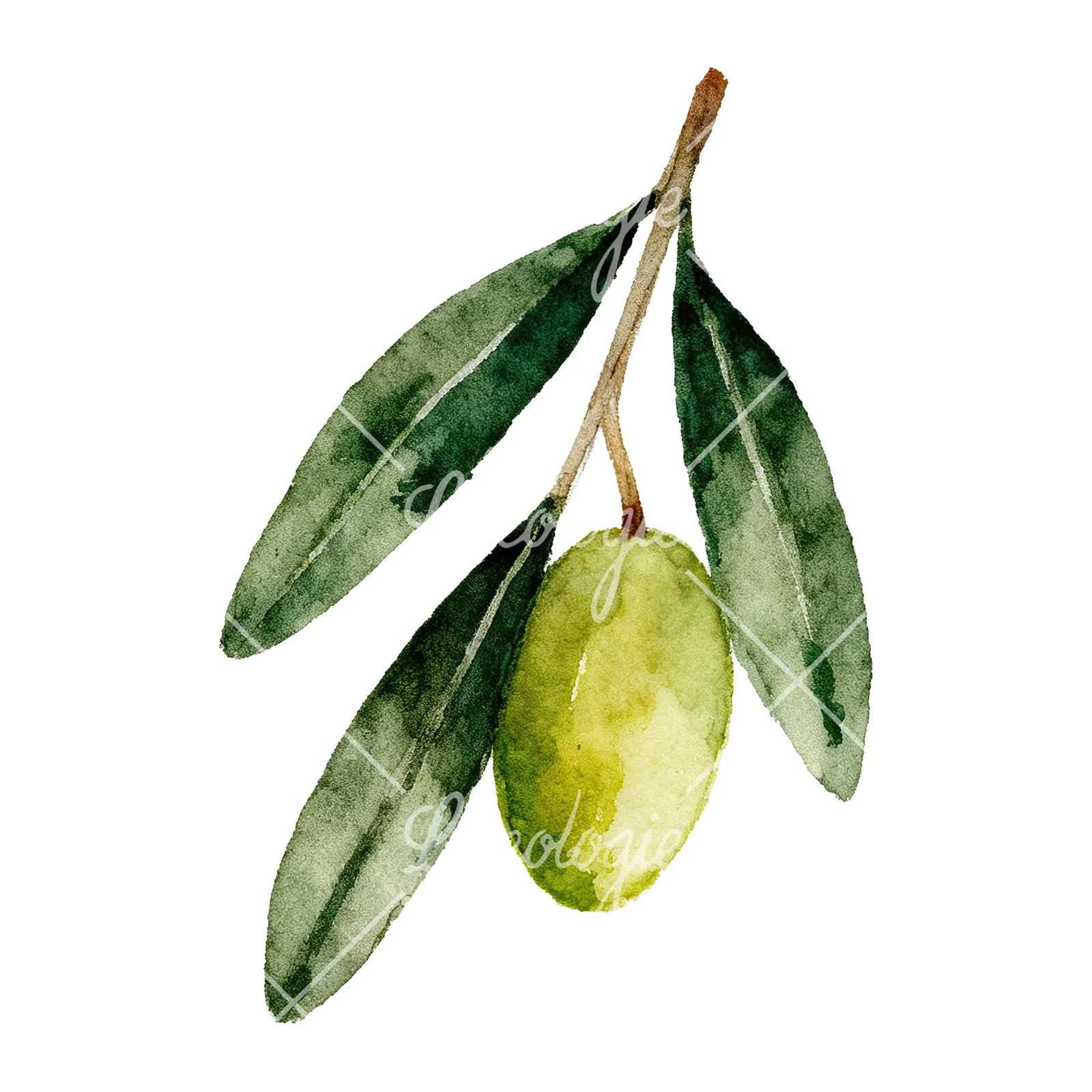 Watercolor olive branch with elongated leaves clipart 6 of 9 on a white background (JPG)