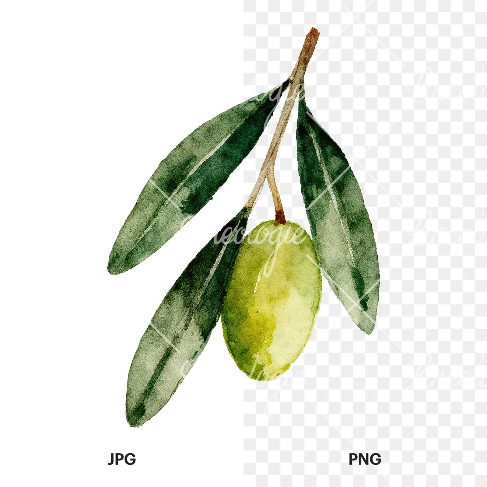 Watercolor olive branch with elongated leaves clipart 6 of 9, as a JPG on white and a transparent PNG