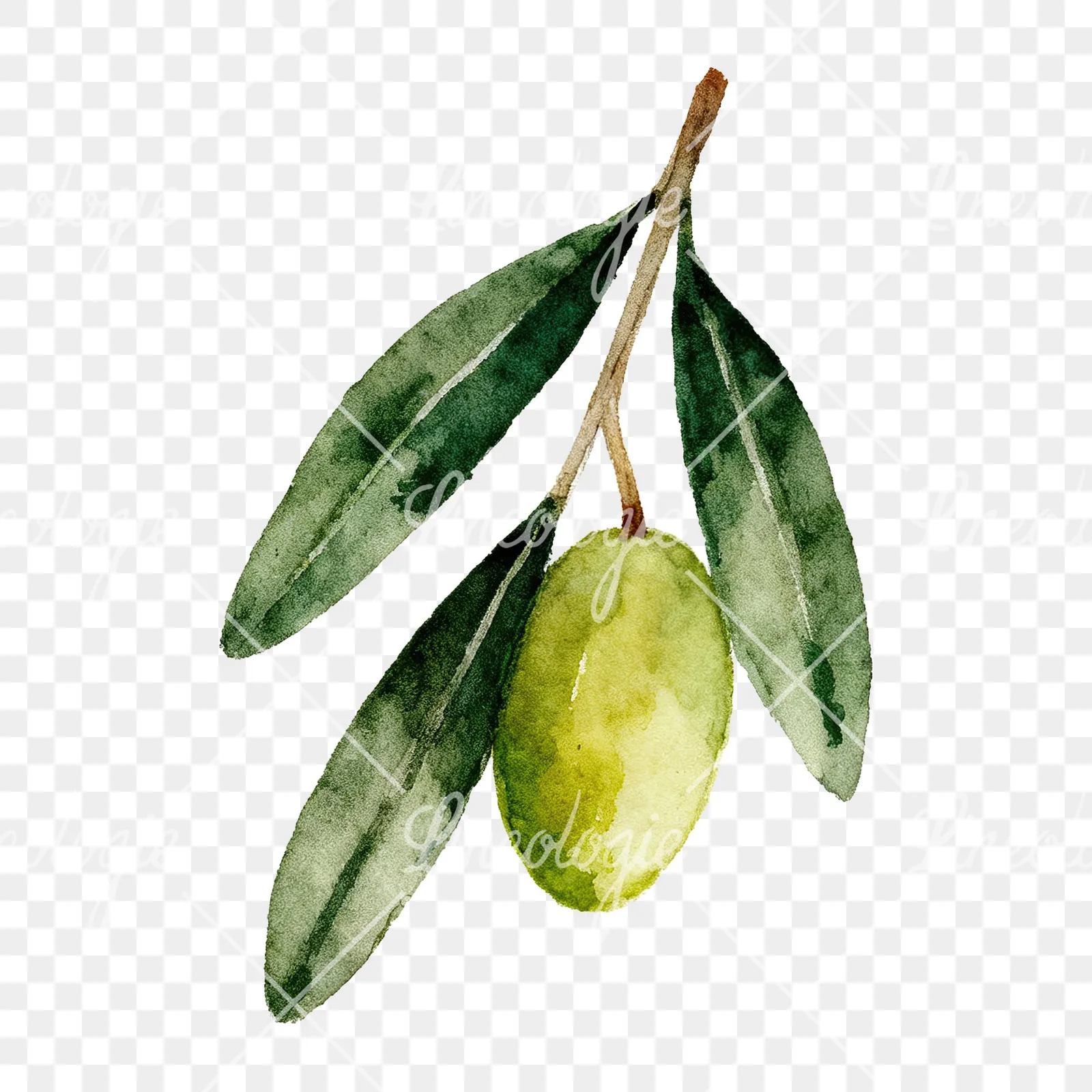 Watercolor olive branch with elongated leaves clipart 6 of 9 on a transparent background (PNG)