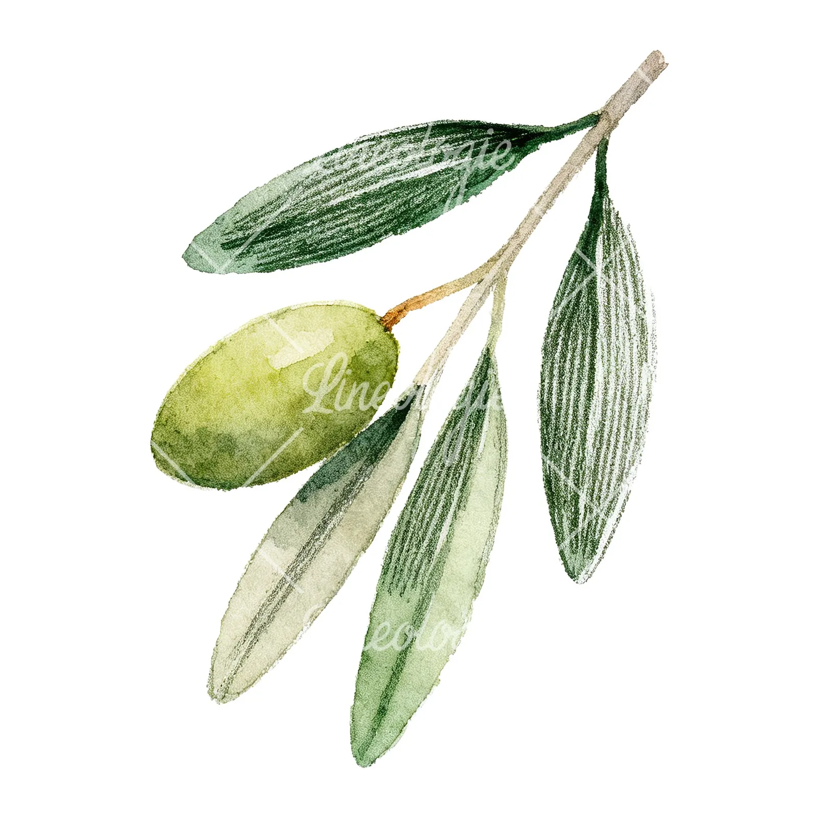 Watercolor olive branch with elongated leaves clipart 7 of 9 on a white background (JPG)