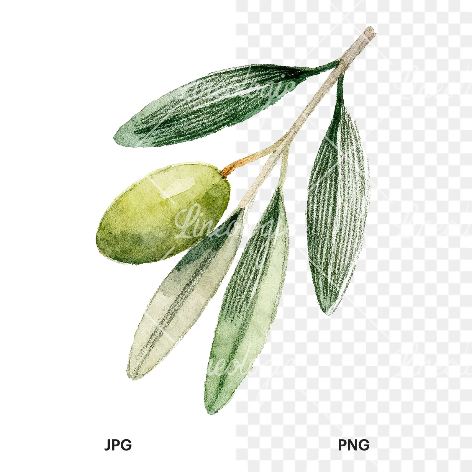Watercolor olive branch with elongated leaves clipart 7 of 9, as a JPG on white and a transparent PNG