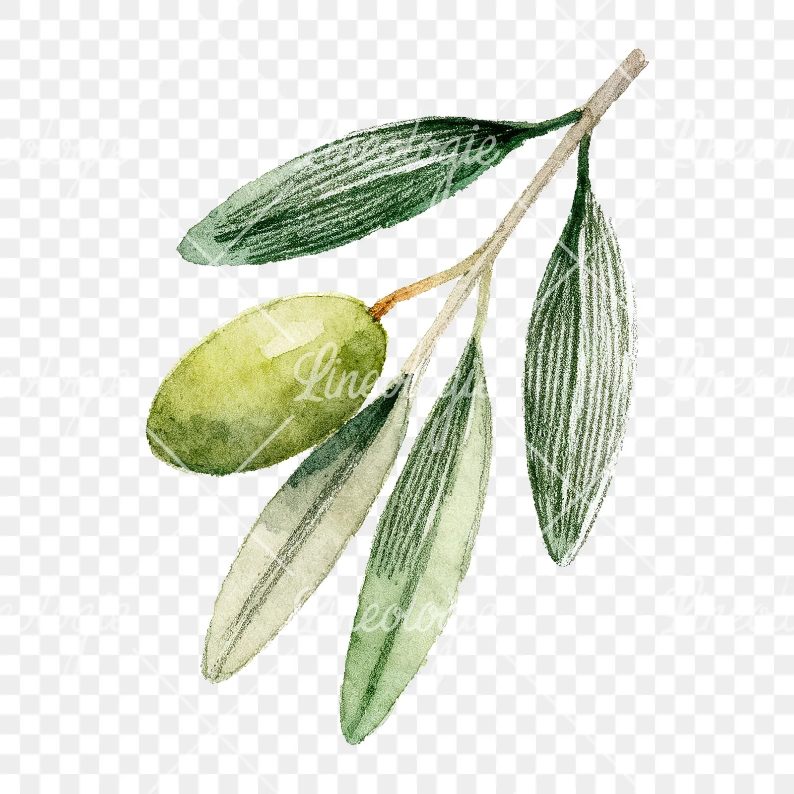 Watercolor olive branch with elongated leaves clipart 7 of 9 on a transparent background (PNG)