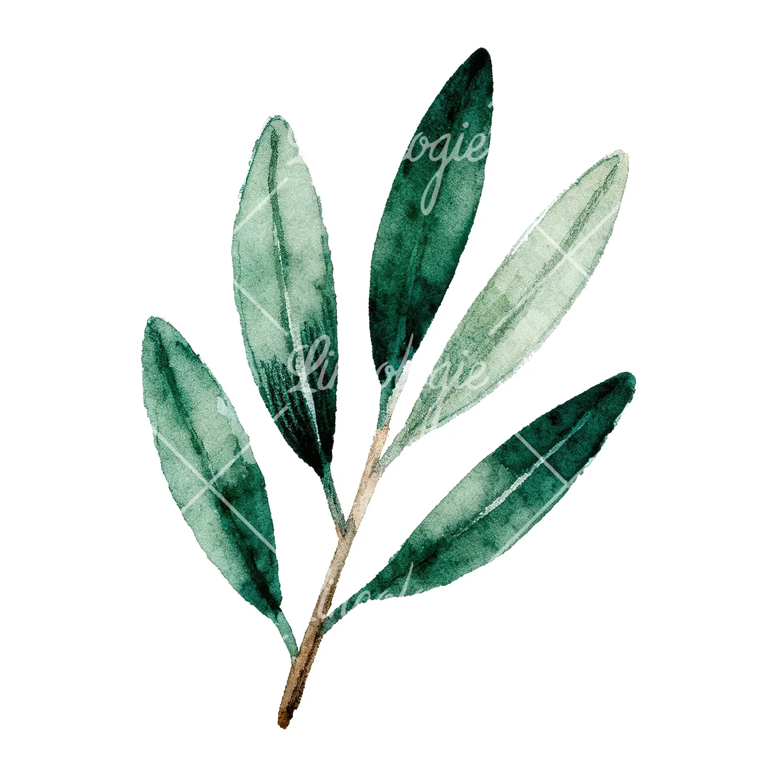 Watercolor olive branch with elongated leaves clipart 8 of 9 on a white background (JPG)